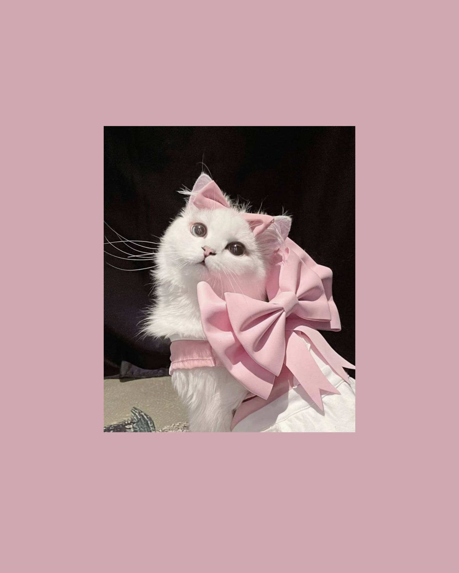 Cat Pfp Wallpaper Cute Aesthetic Will Definitely Melt Your Heart