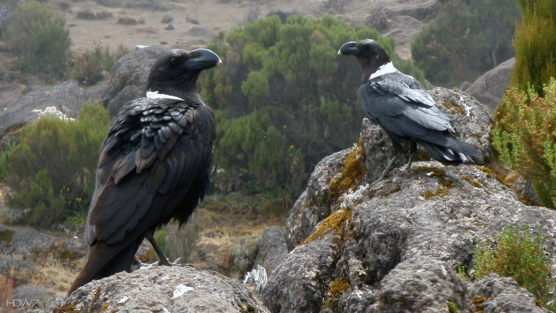 wallpaper name raven corvus albicollis kilimanjaro bird ravens rock