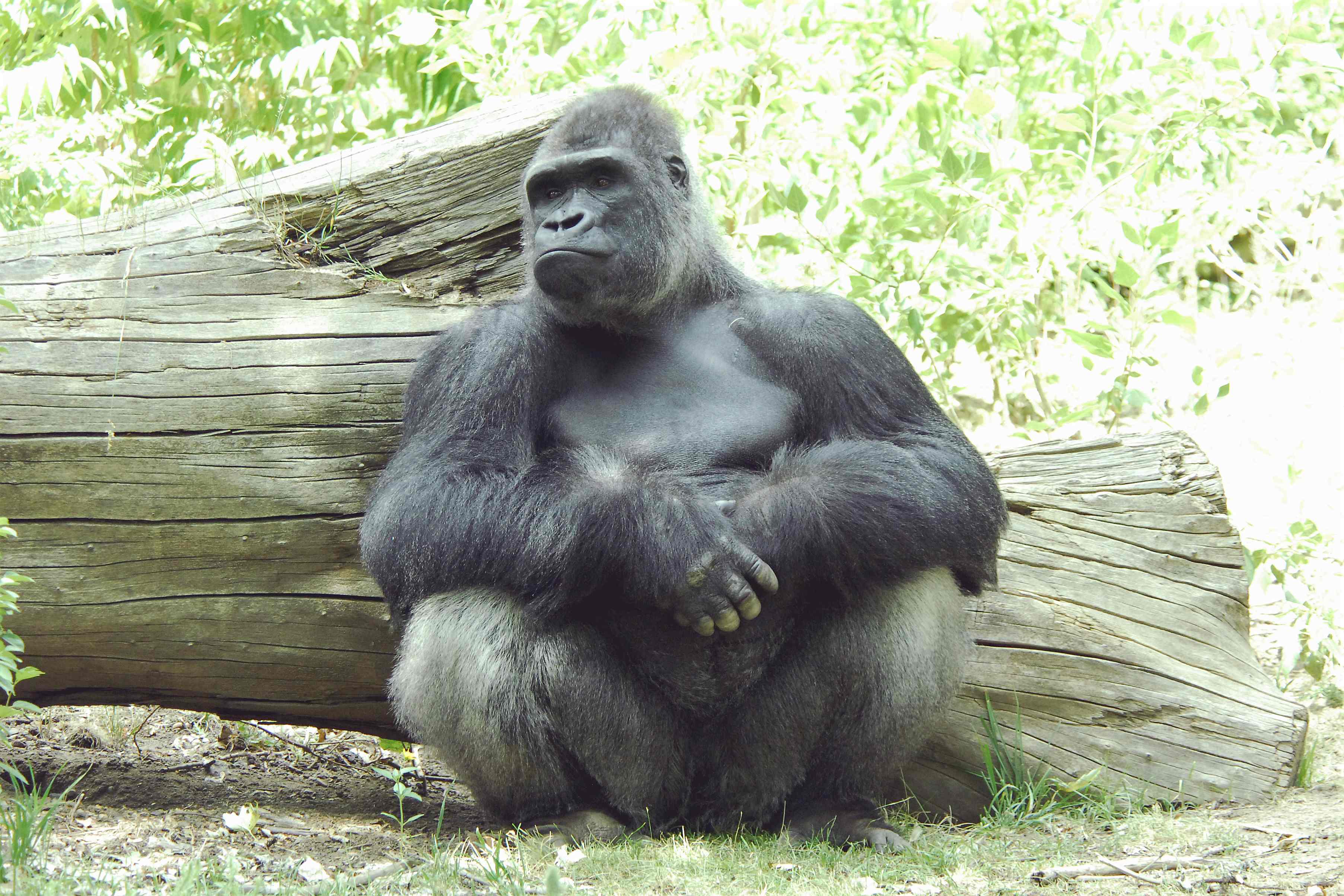 Photo Gorilla Wallpaper HD For Mac Primates