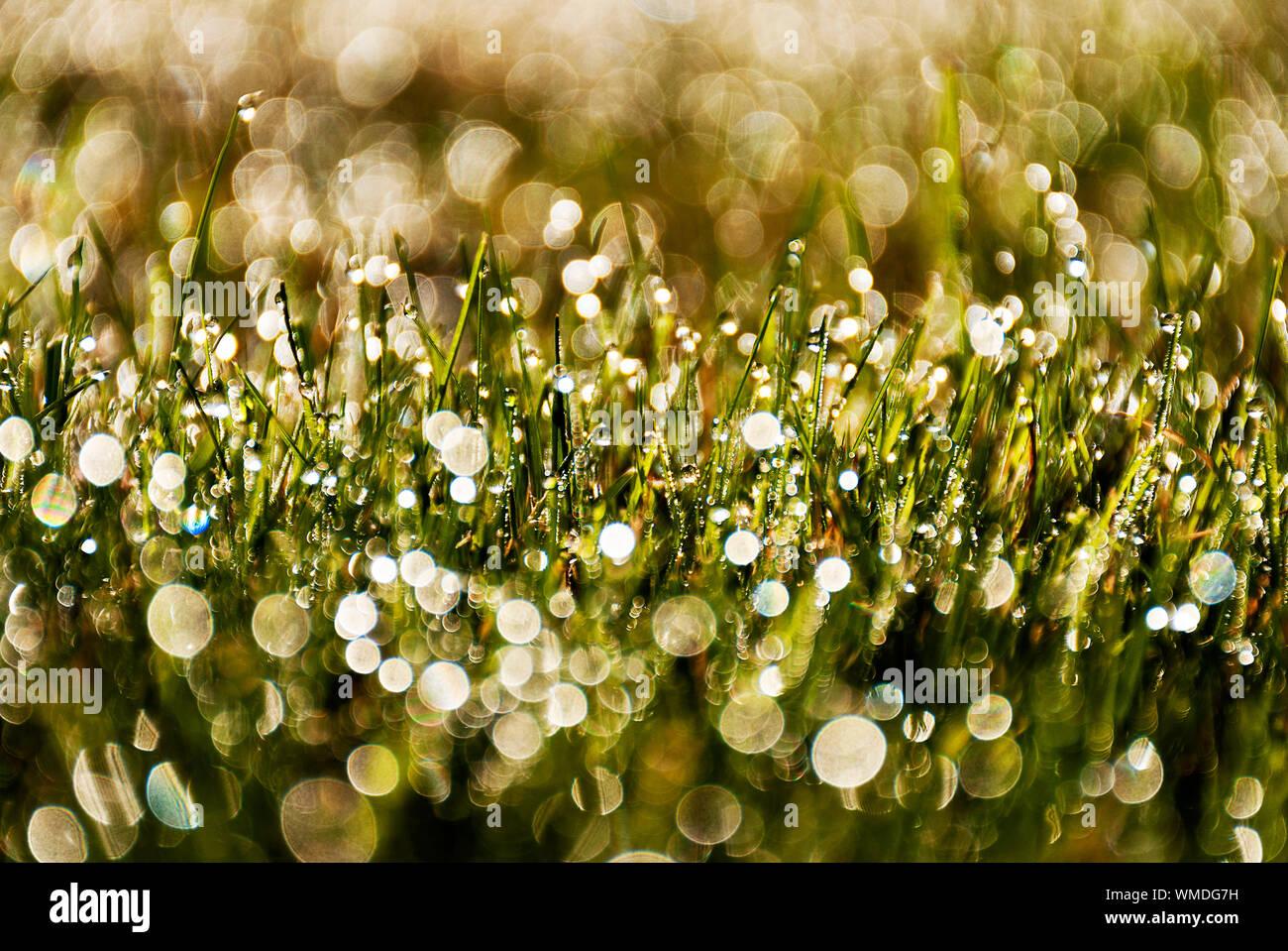 Spring Background With Bokeh Effects Hi Res Stock Photography And
