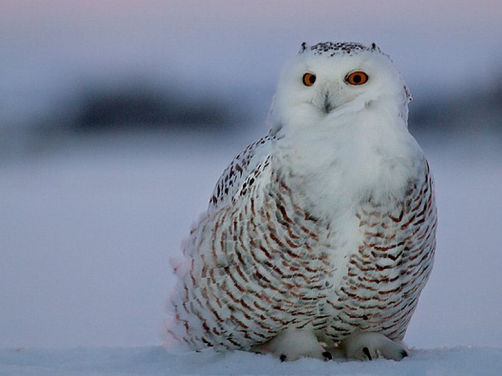 Snowy Owl Wallpapers Pic