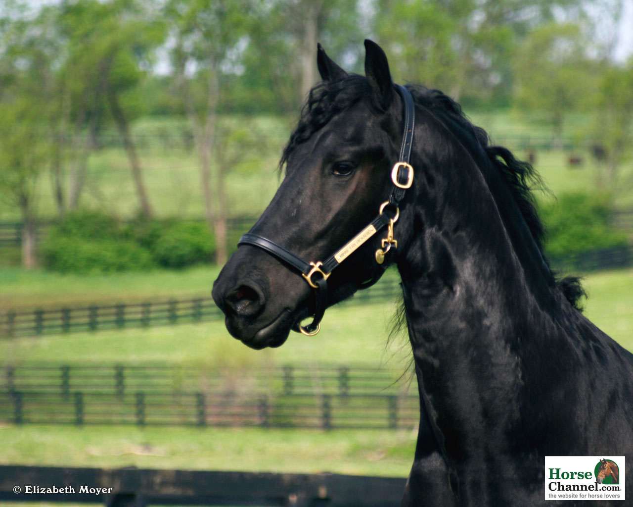 Friesian Screensaver And Wallpaper Horse Illustrated