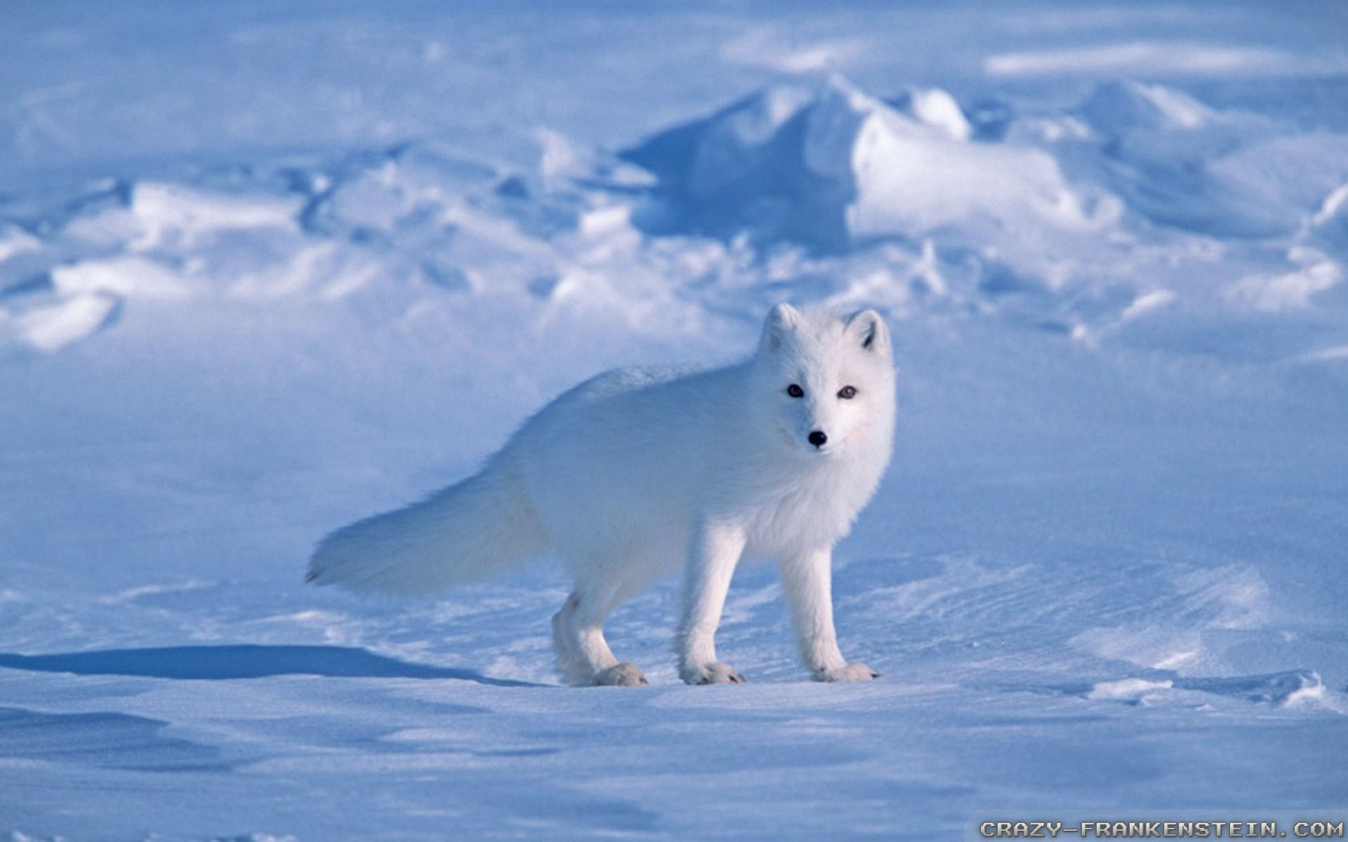 HD Arctic Fox Wallpaper Snow