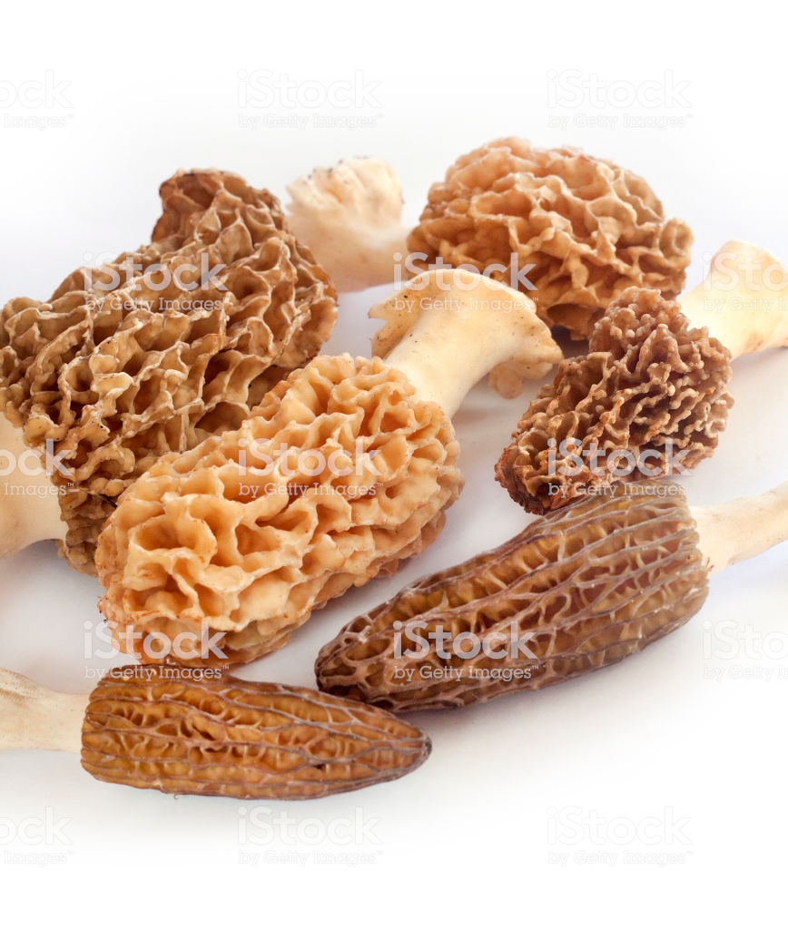 Morel Mushrooms Closeup On White Background Stock Photo