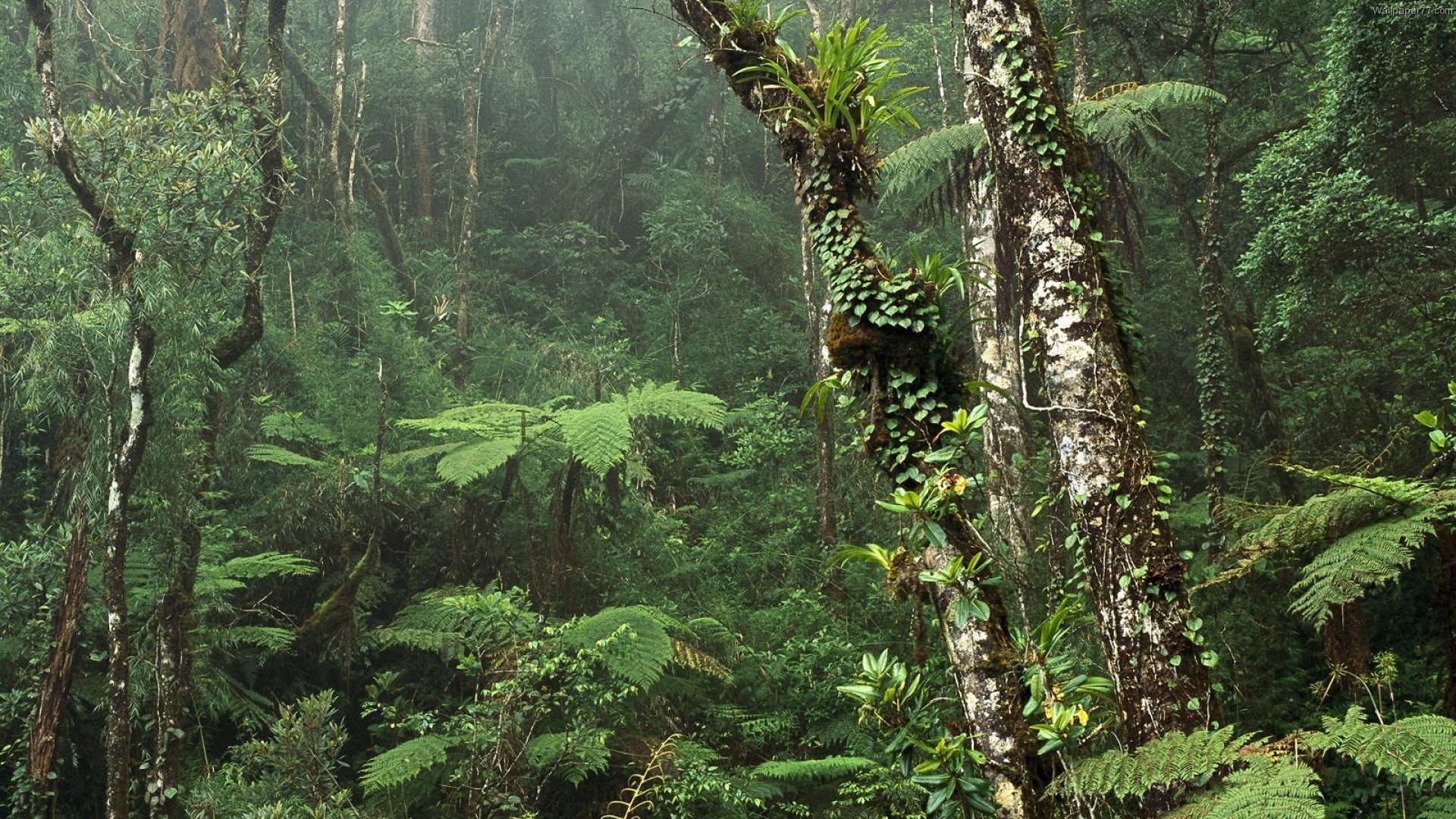 Landscapes Forest Woods Jungle Storm Rain Fern Wallpaper