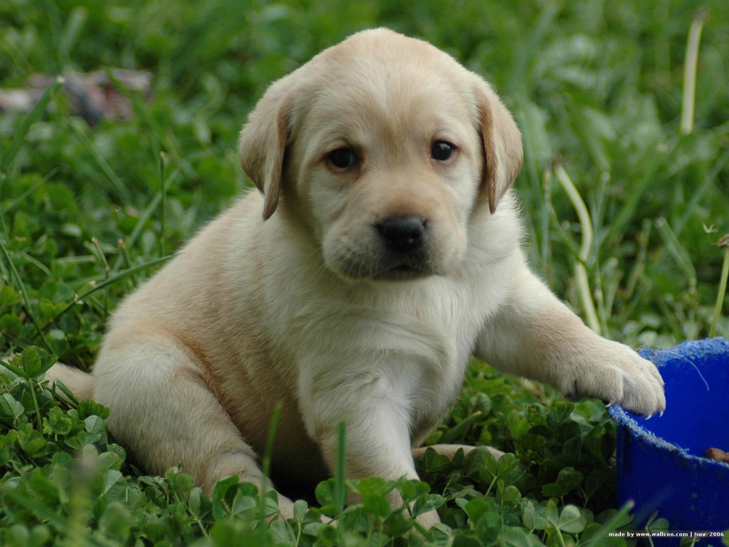 Lovely Labrador Retriever Puppy Photo And Wallpaper