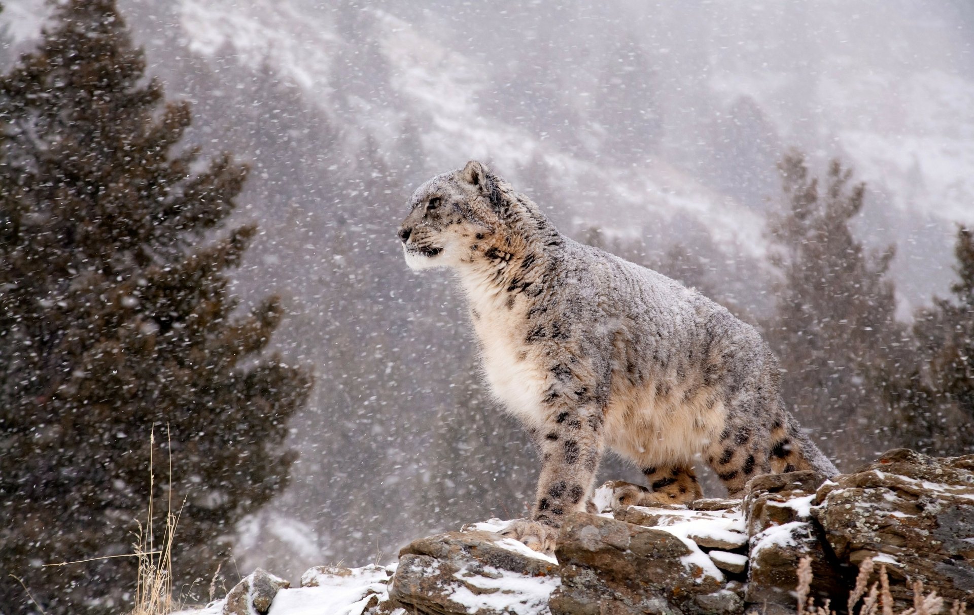A majestic snow leopard stands on a rocky outcrop amidst a snowy landscape