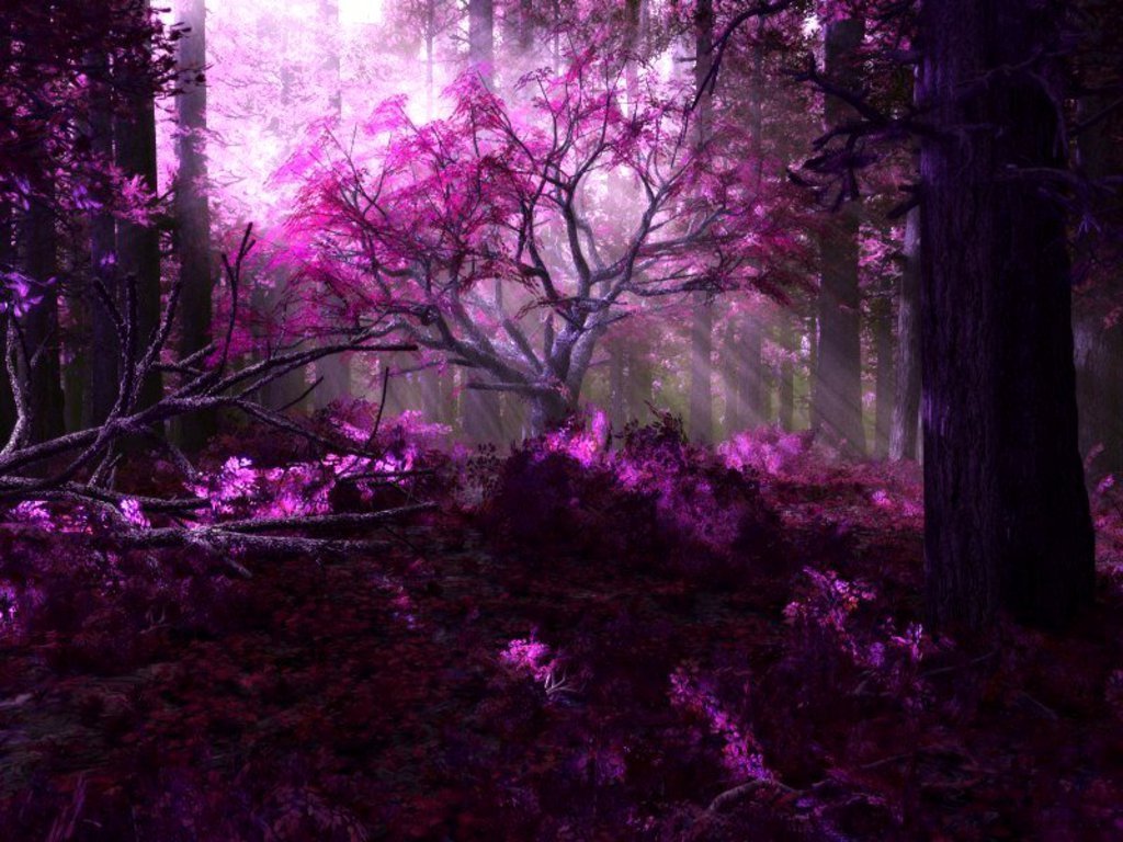 Daydreaming Image Purple Forest Wallpaper Photos