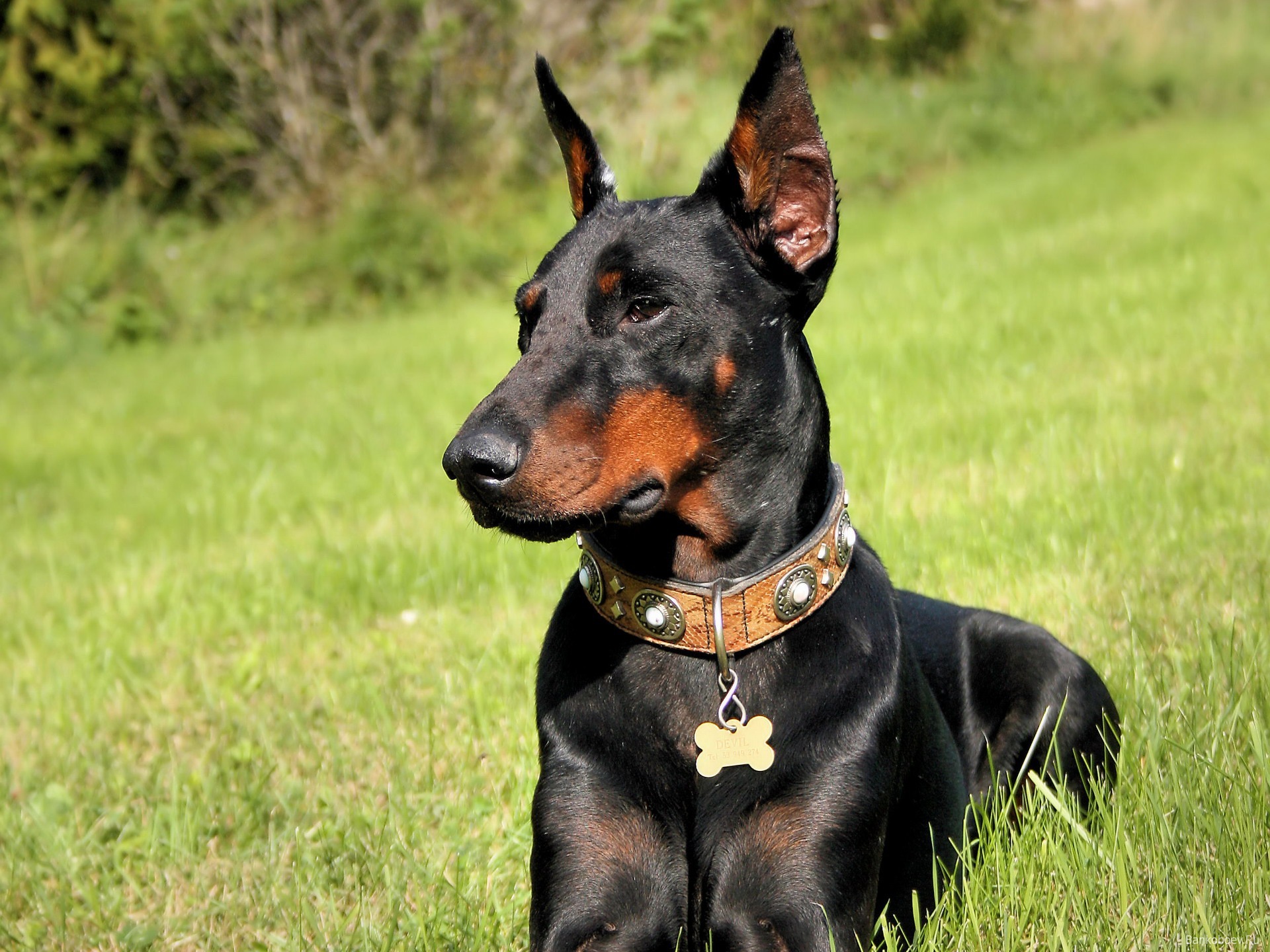 Doberman In The Woods Wallpaper And Image Pictures