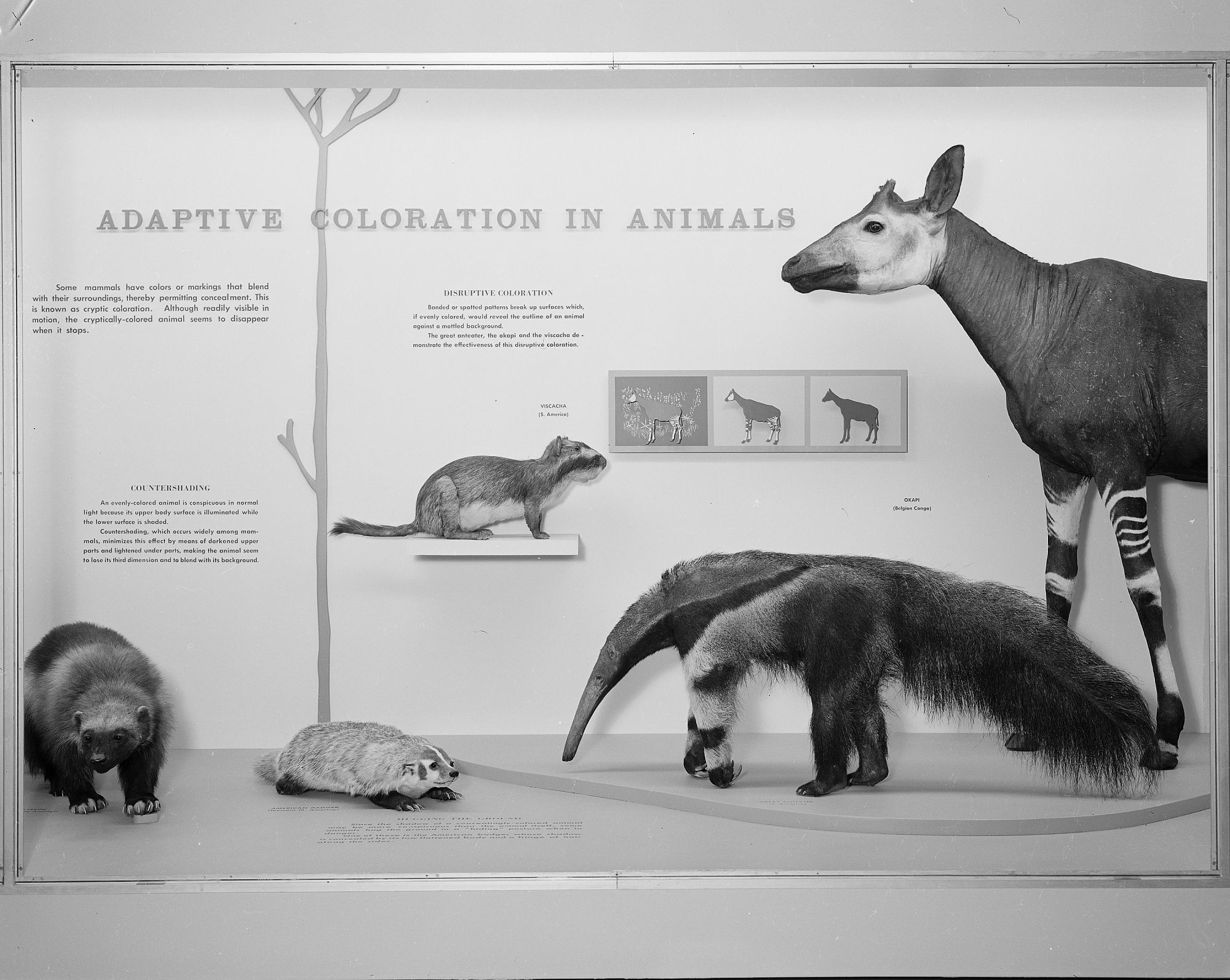 Adaptive Coloration in Animals Hall of Mammals National Museum 2000x1594
