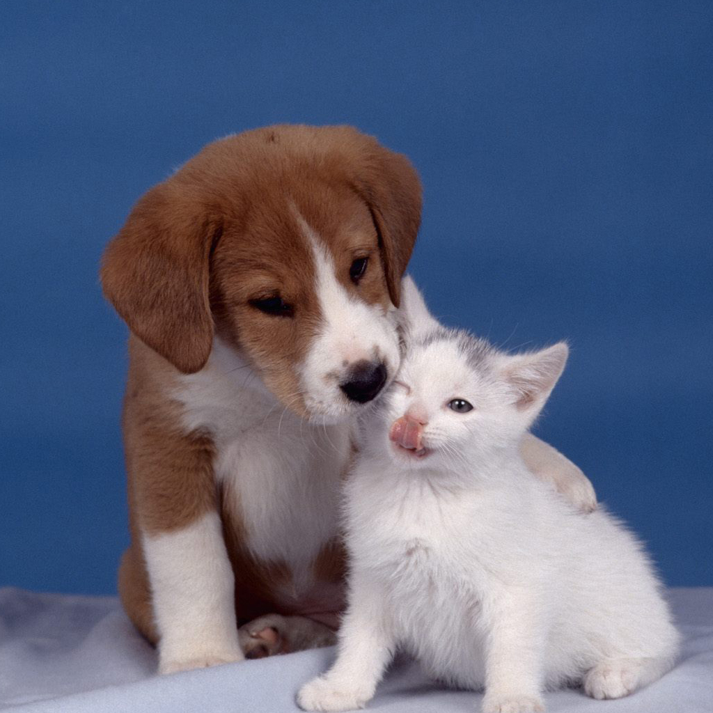 Dogs and cats iPad Wallpaper iPad Wallpapers iPad Backgrounds HD