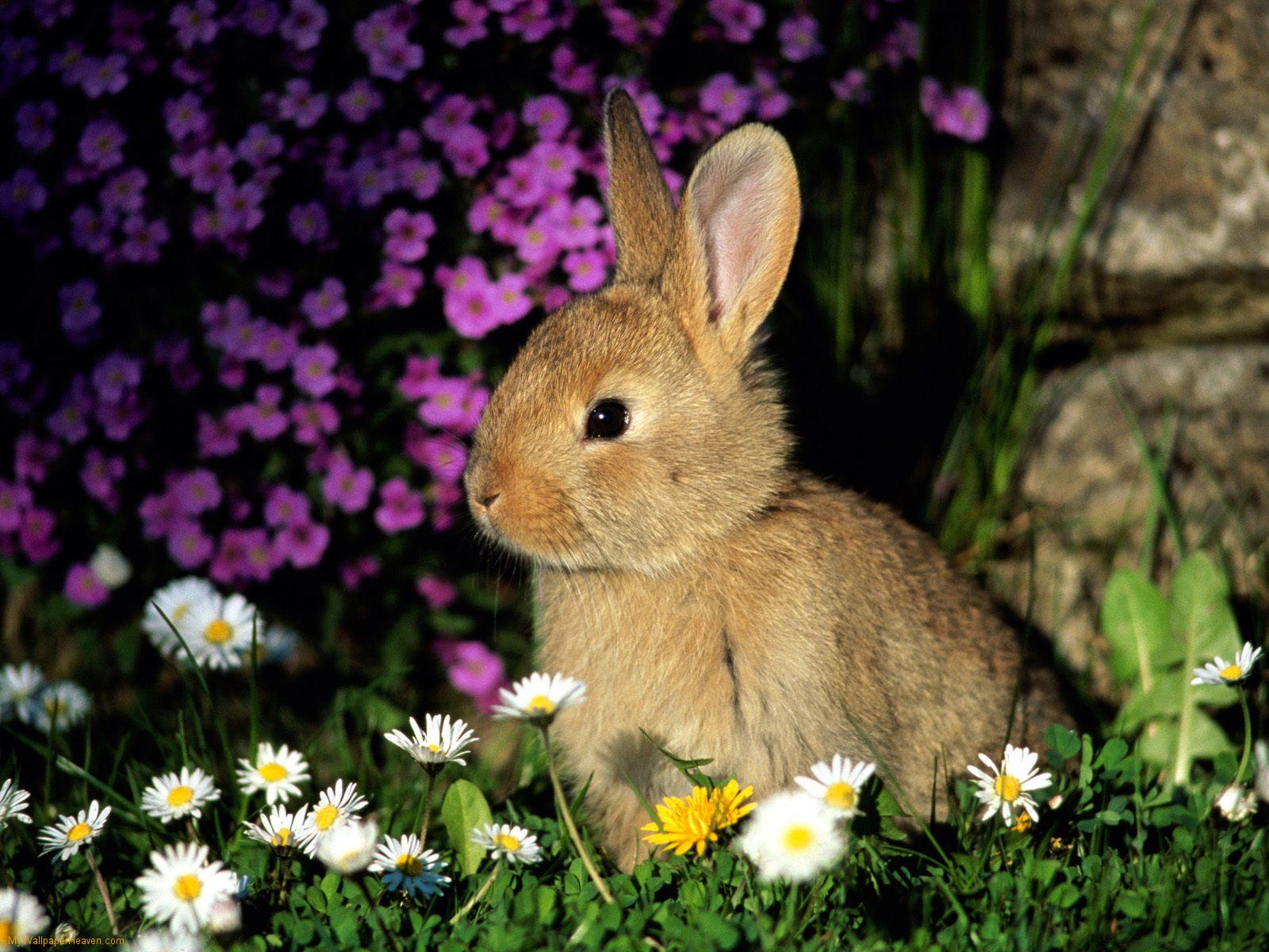 Topuri Ro Top Most Adorable Easter Bunny Wallpaper