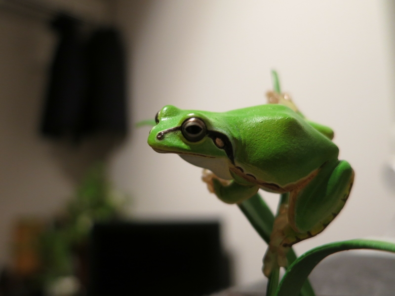  amphibians 1600x1200 wallpaper Animals Frogs HD Desktop Wallpaper