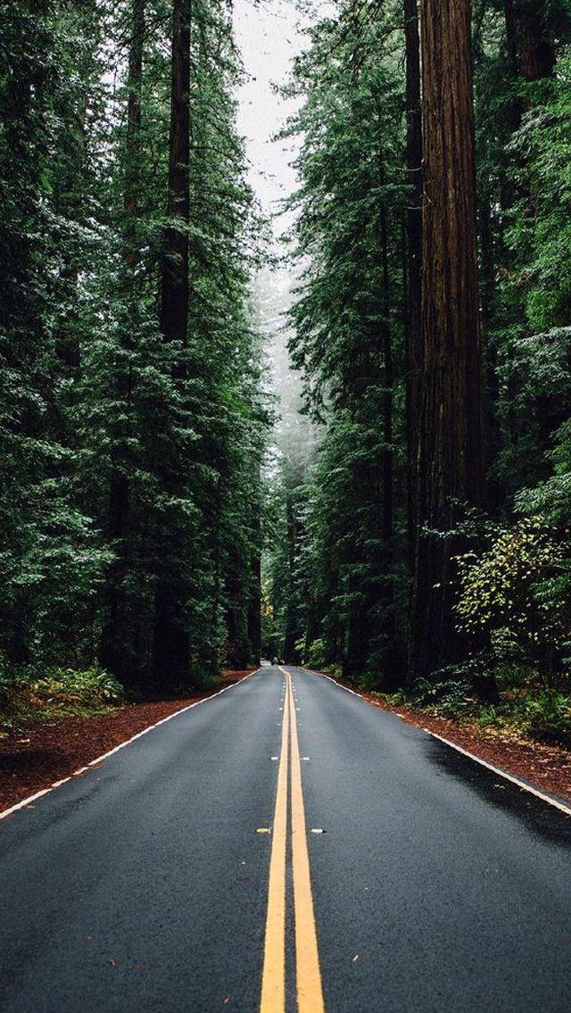 34] Forest Road Wallpapers