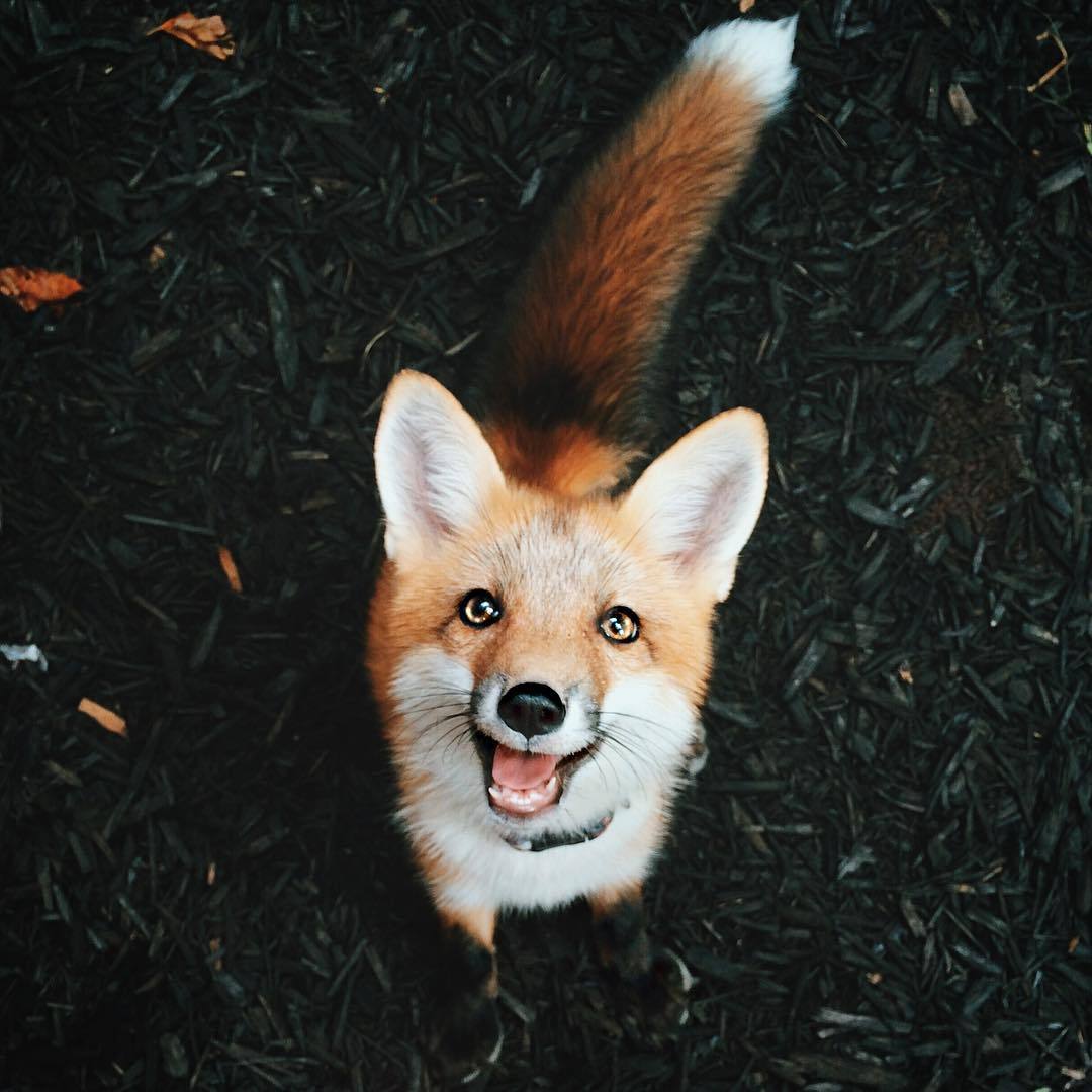 And Other Animals A Wild Fox Appears Juniper The