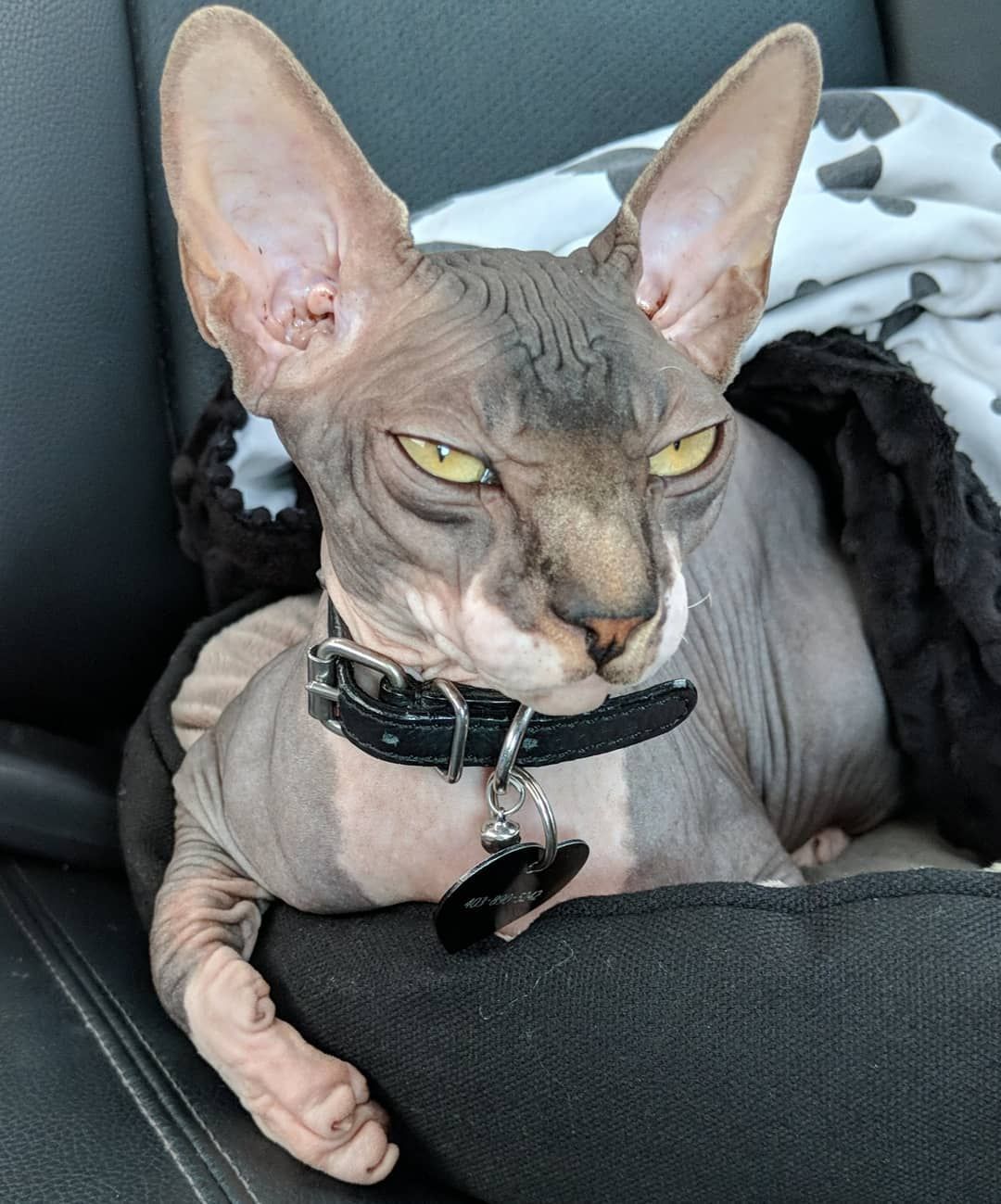 Nosferatu And Vlad On Instagram Mood Apathetic