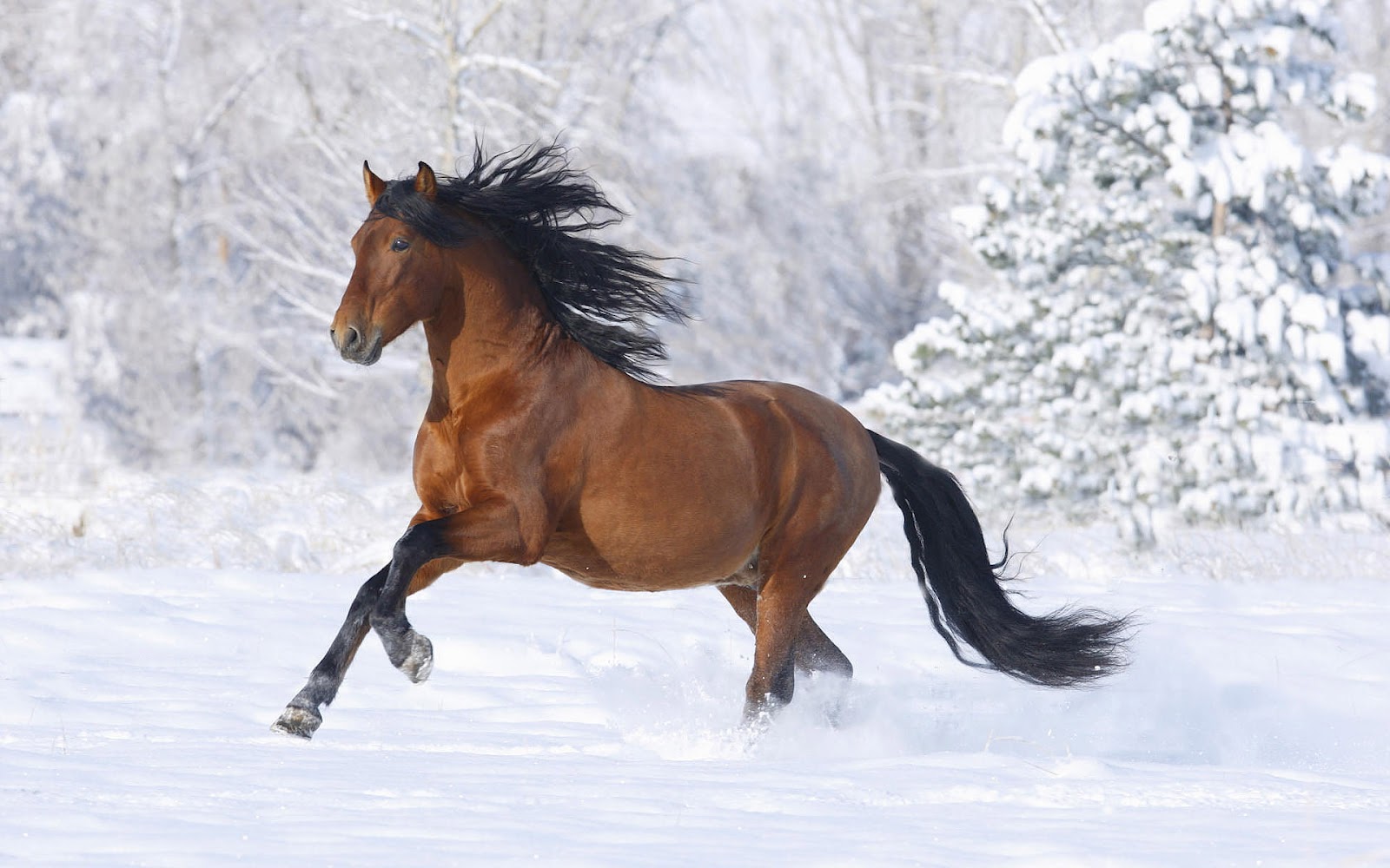 HD Animal Wallpaper Of A Brown Horse In The Snow