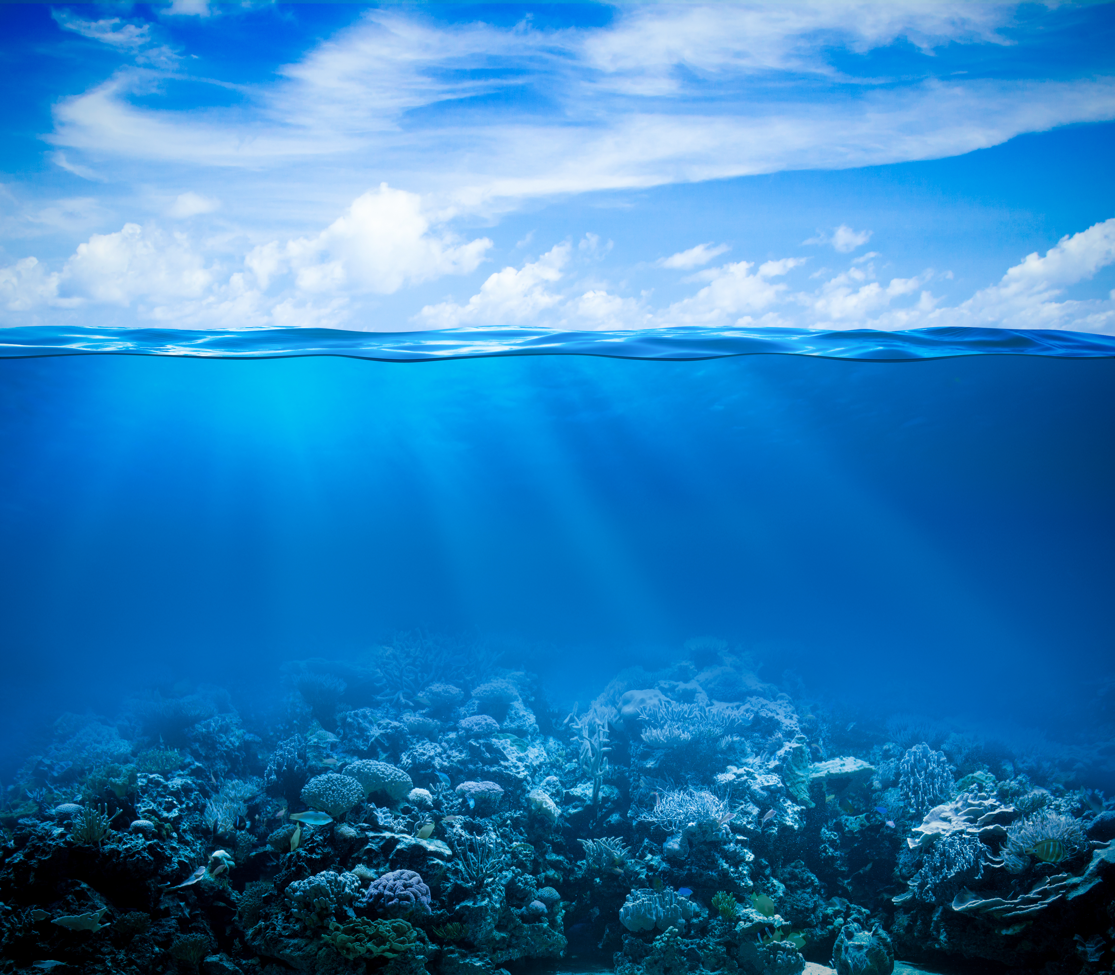 Ocean Fishes Underwater Coral Reef Sea Wallpaper Photos