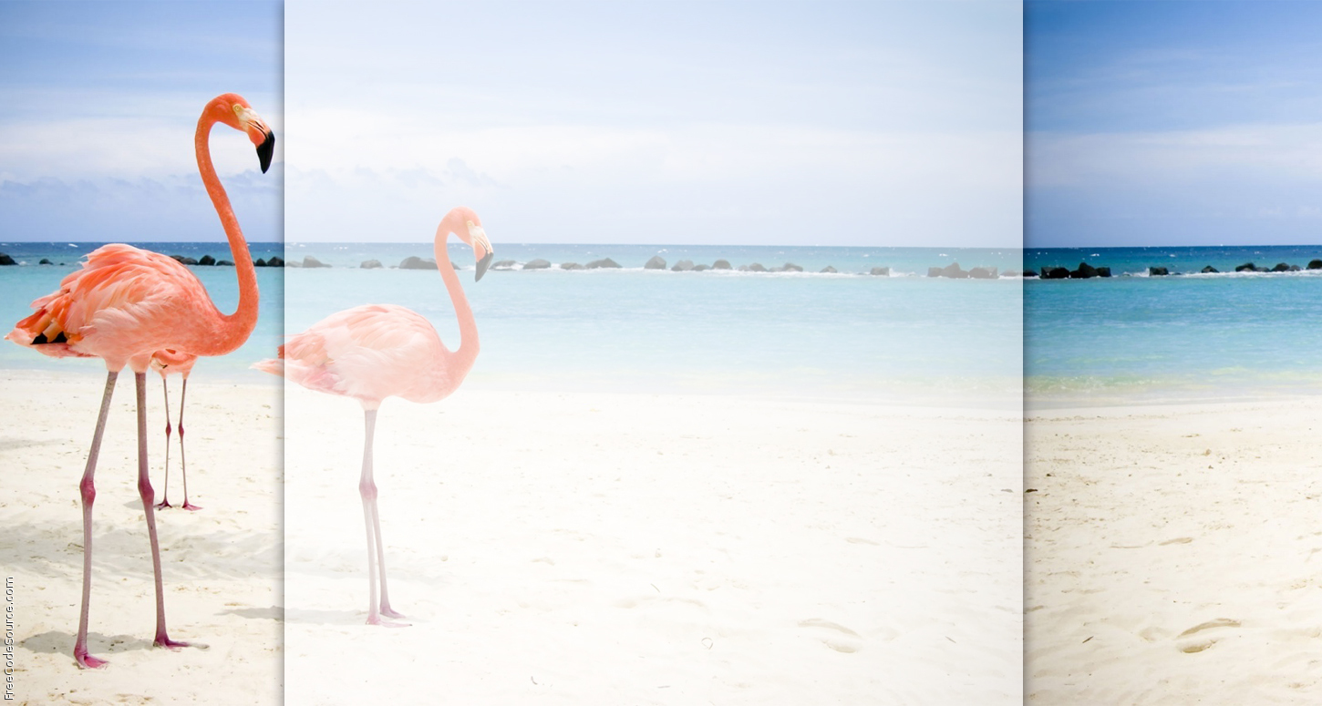 Free download Pink Flamingos Backgrounds Pink Flamingos Layouts
