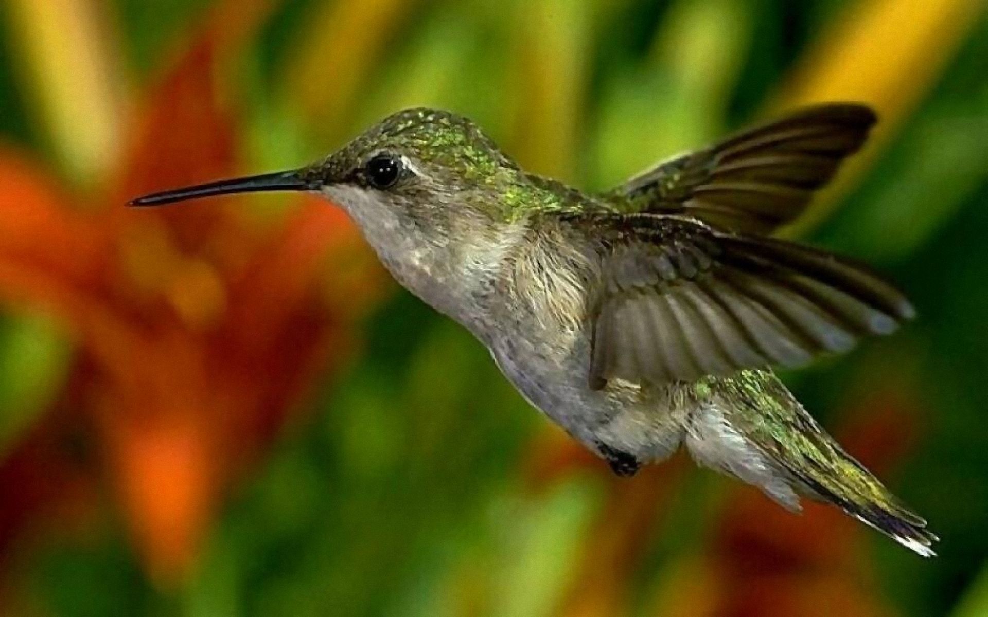 Green Hummingbird Wallpaper