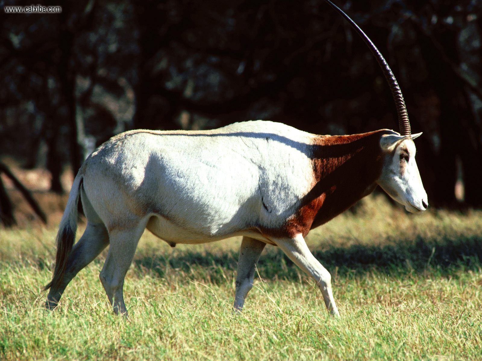 Animals Scimitar Horned Oryx Desktop Wallpaper Nr