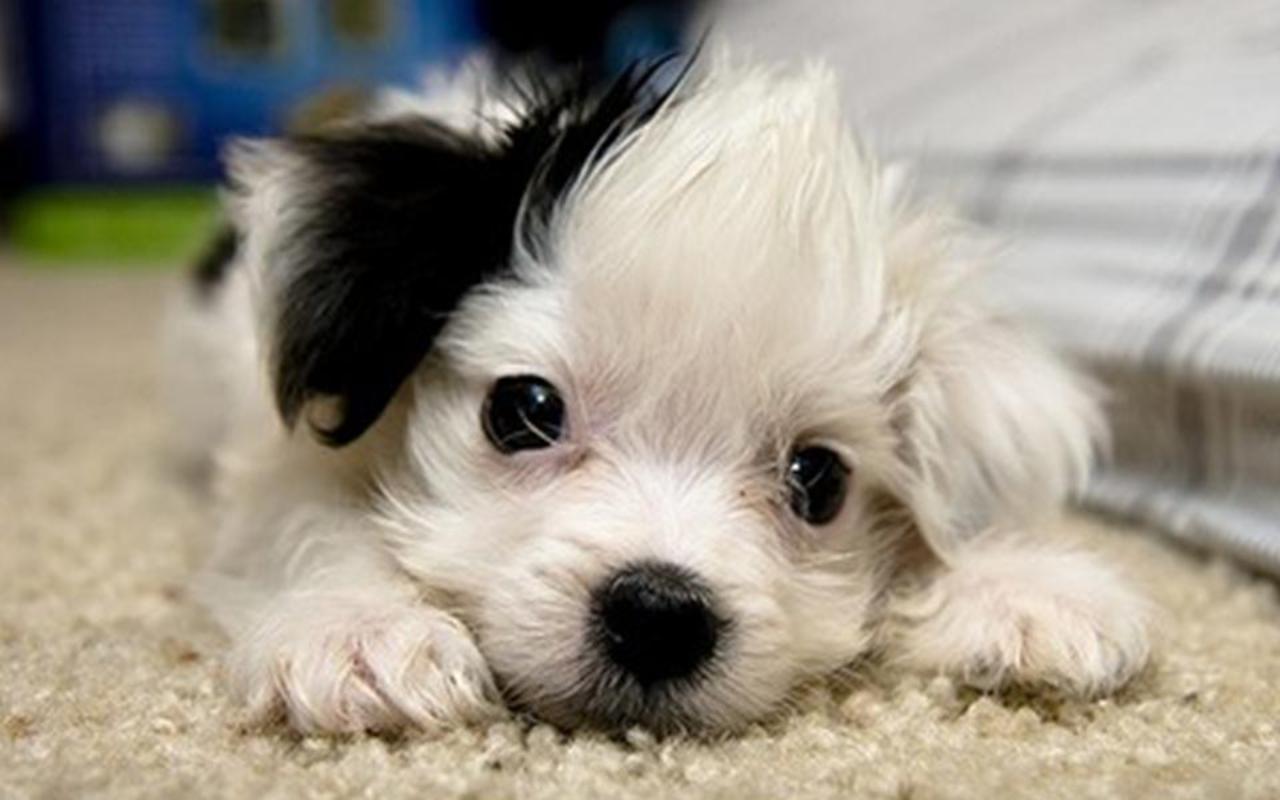 Cute Puppies HD Wallpaper