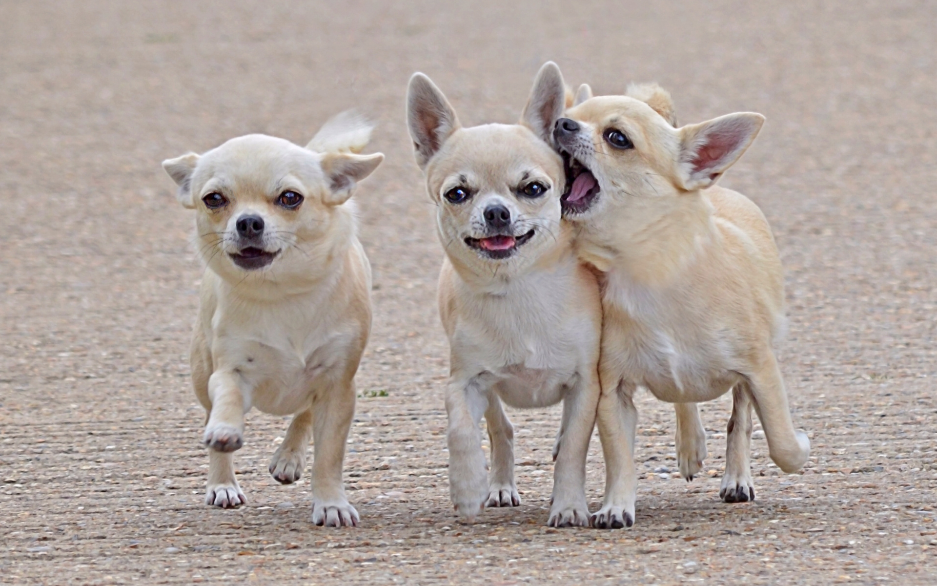 Stand In Middle Lovely Chihuahua Wallpaper World