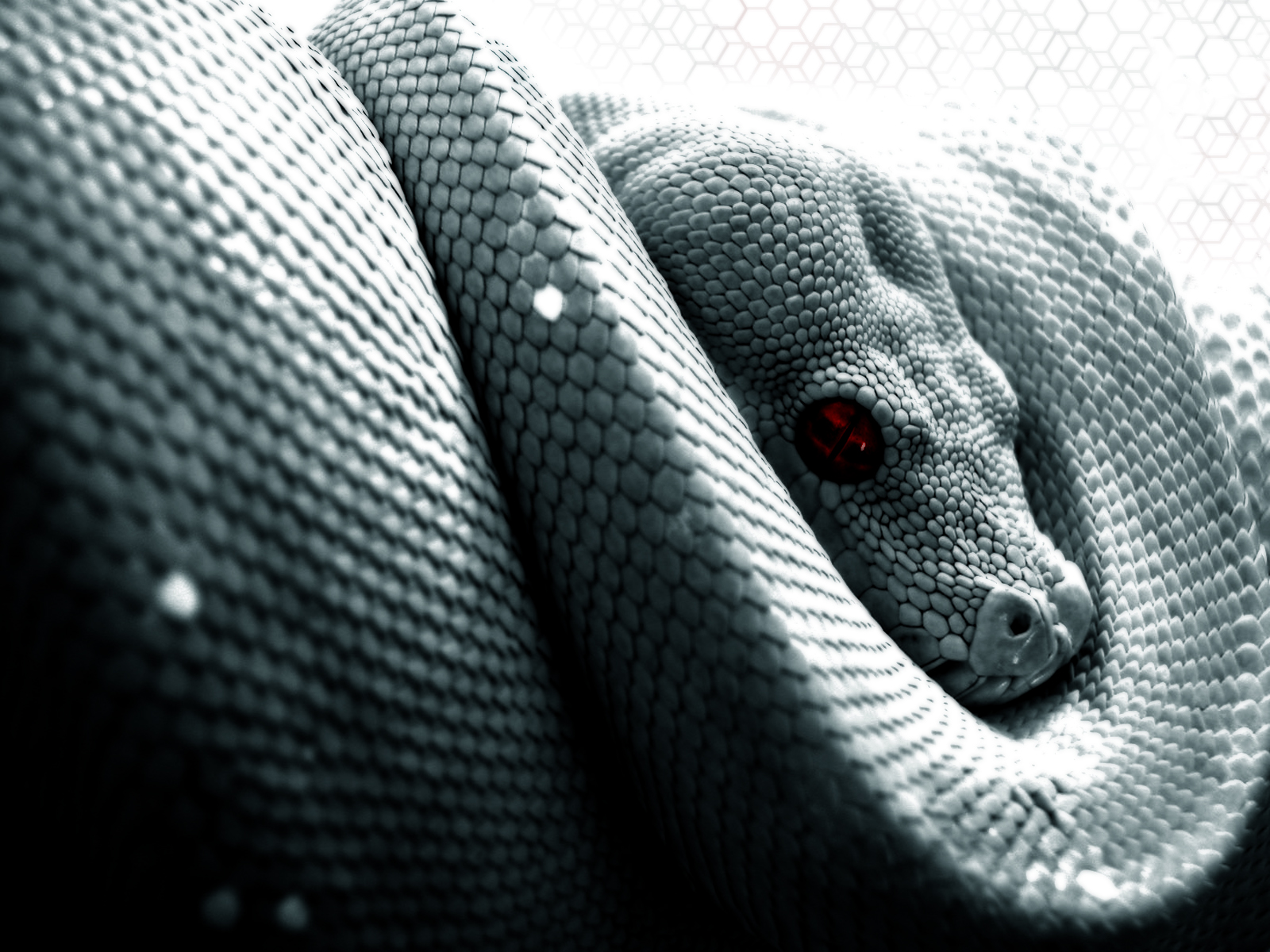 White Snake Sitting On A Grey Background 3d Illustration Albino King Cobra  Snake In Bidets Hd Photography Photo Background Image And Wallpaper for  Free Download