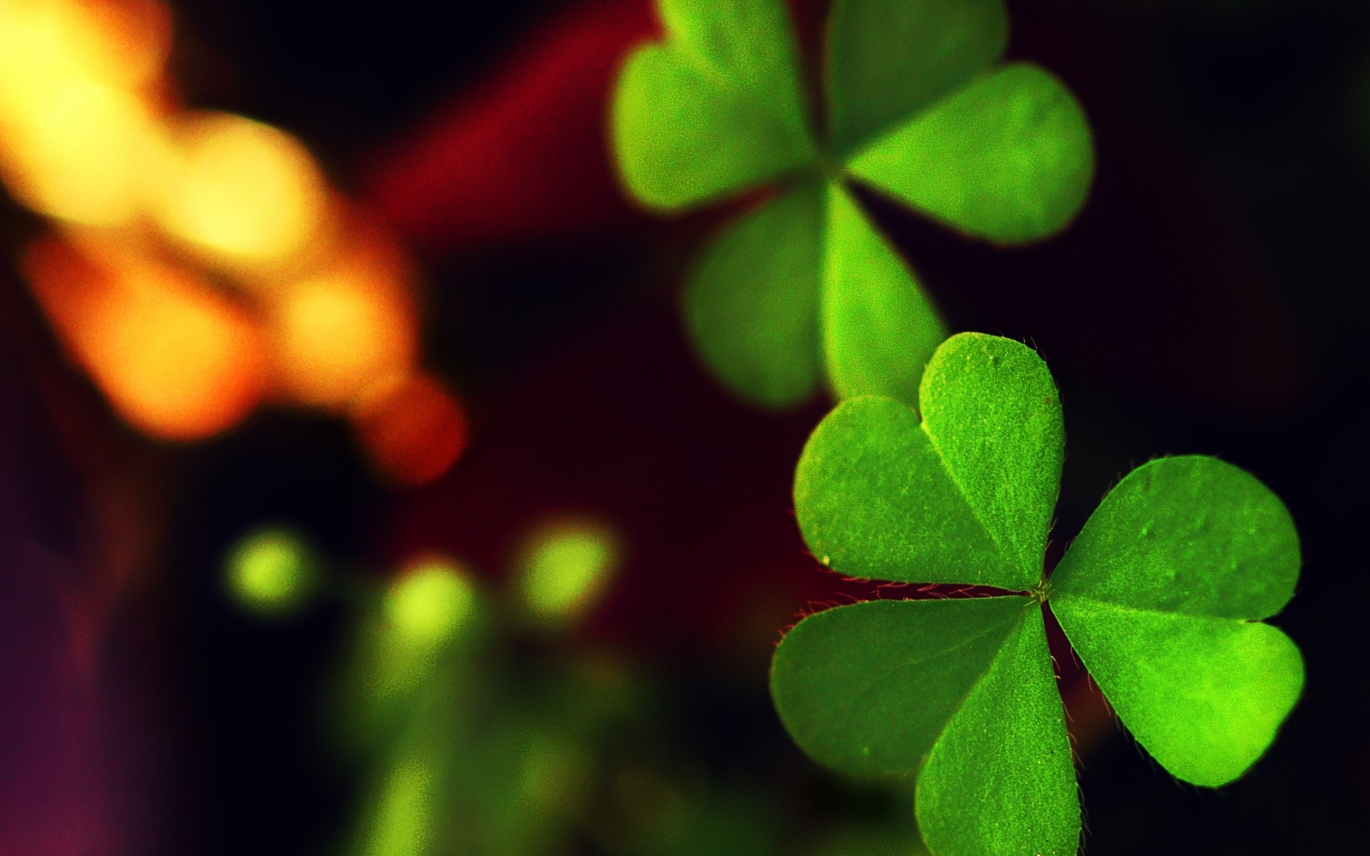 Shamrock Wallpaper Desktop