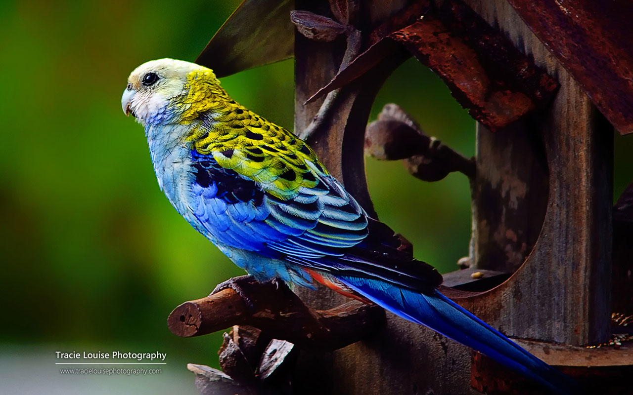 Colorful bird Microsoft official wallpaper 5 Animal Wallpapers 1280x800