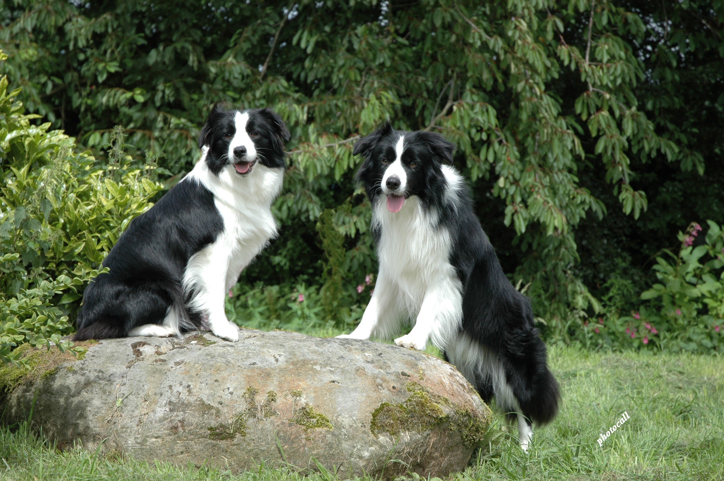 Battle Of The Breeds Border Collie Or Rough 59kb