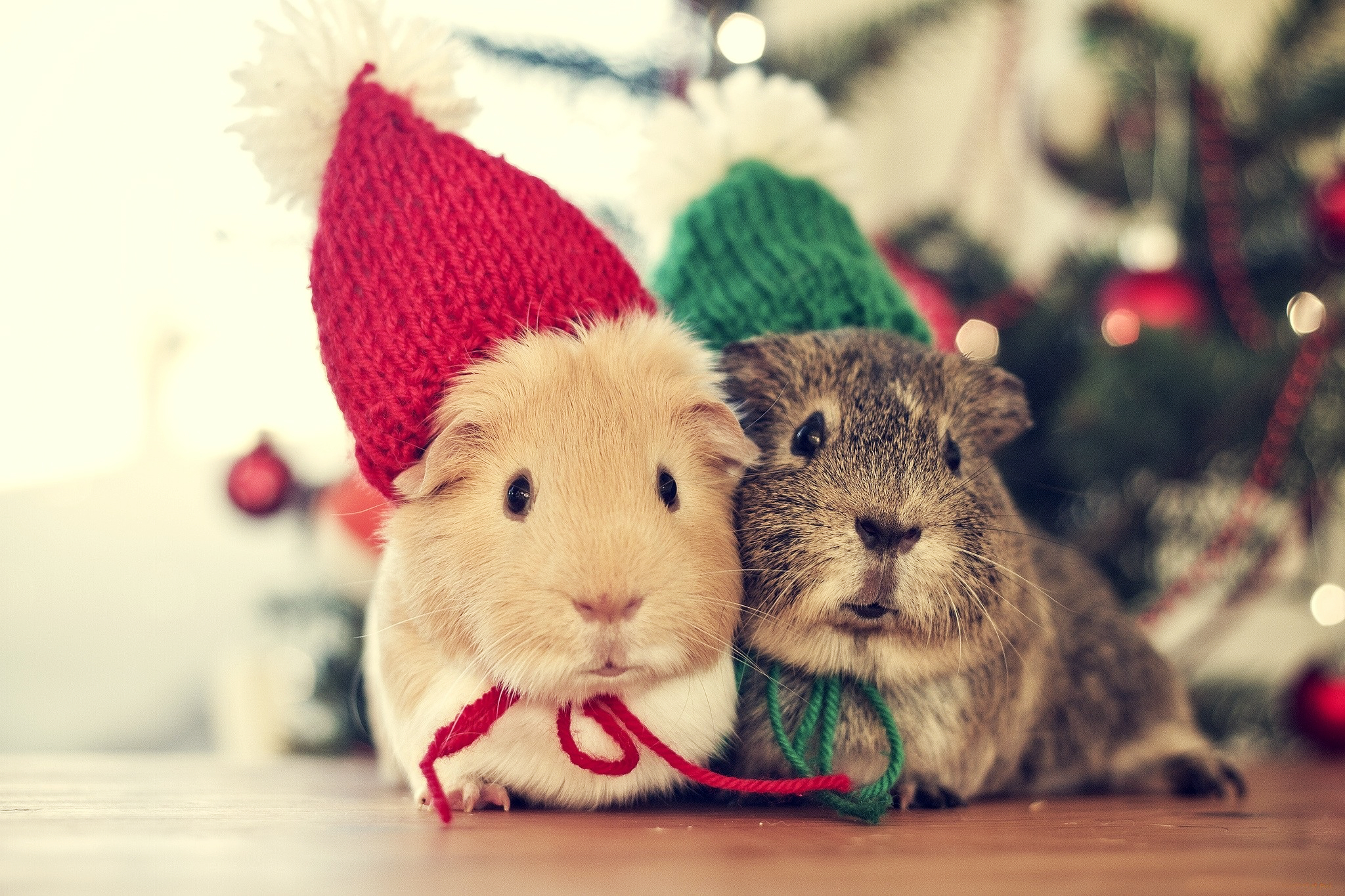 Christmas Animals Cute Winter Cold Cozy Couple Holiday Mouse Wallpaper