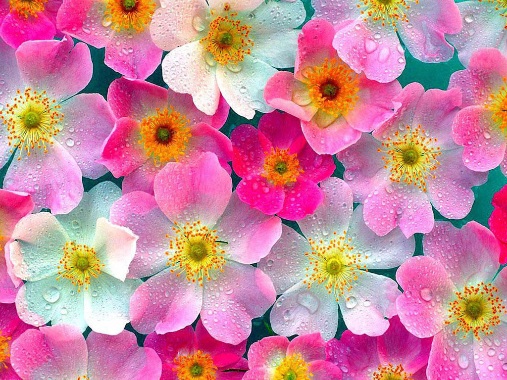 Pink and White Rose Flowers Floating on Water