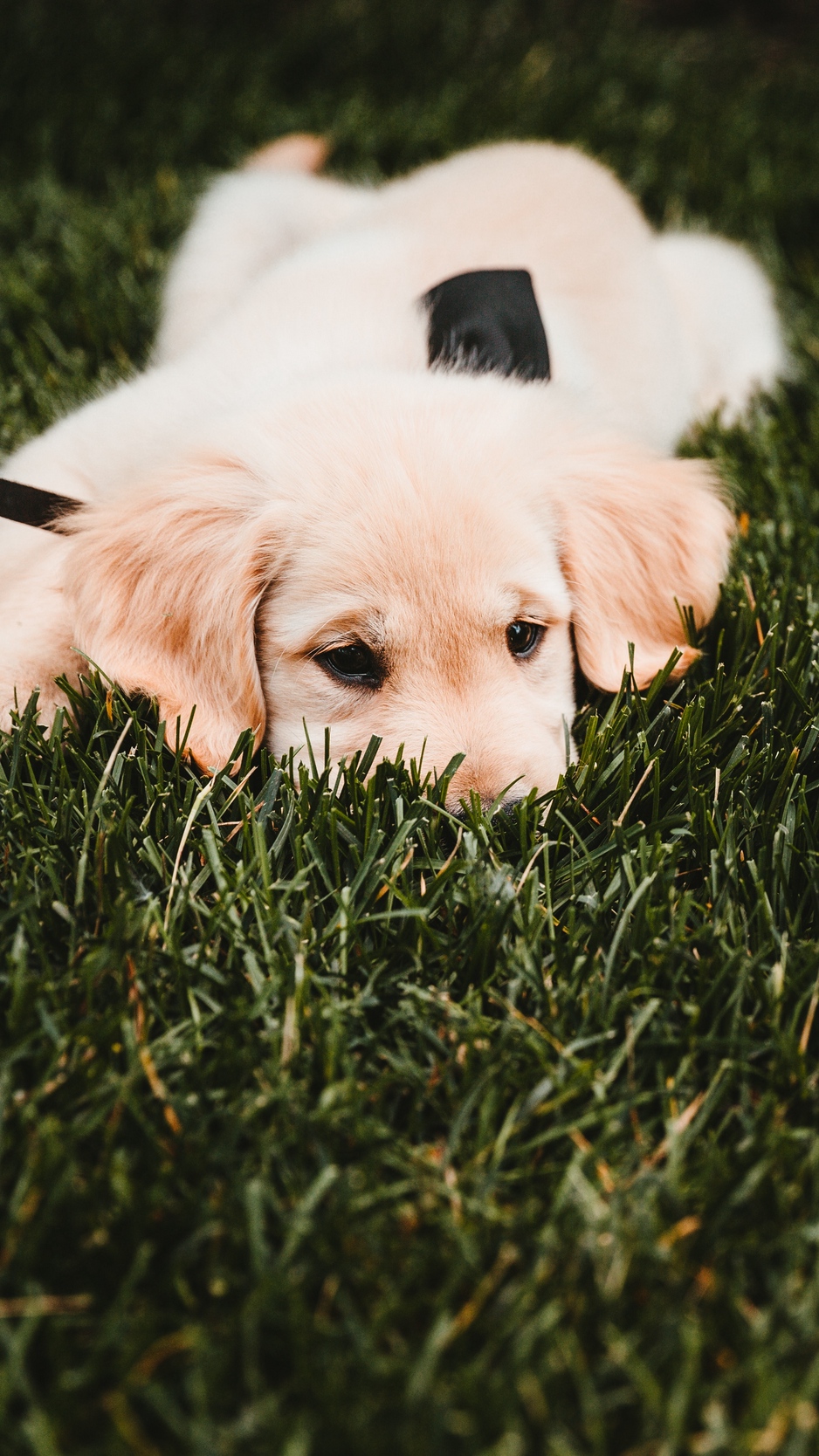Wallpaper Golden Retriever Puppy Dog Grass Lies
