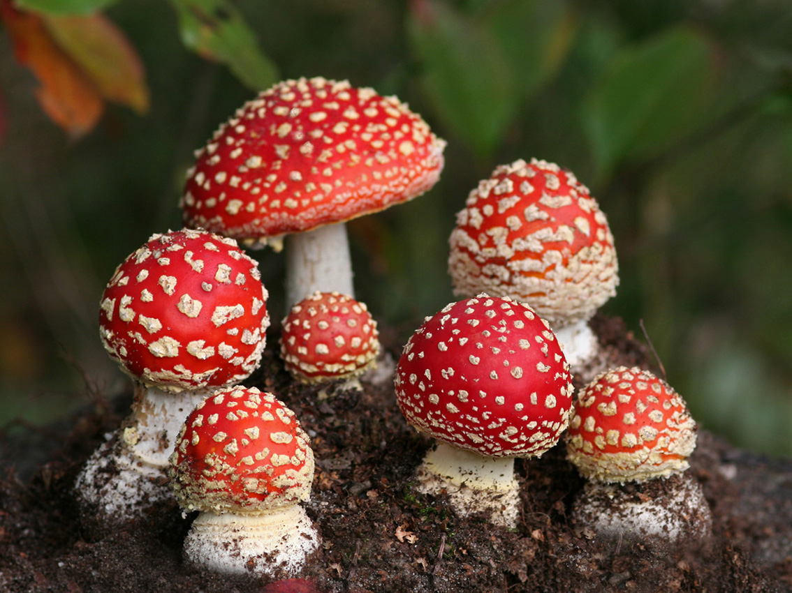 Nấm (Mushroom): Hãy chiêm ngưỡng vẻ đẹp tự nhiên của loại nấm đa dạng và phong phú trong hình ảnh này. Cùng khám phá những hình thái, màu sắc và hương vị của từng loại nấm, khiến bạn không thể rời mắt khỏi bức ảnh.