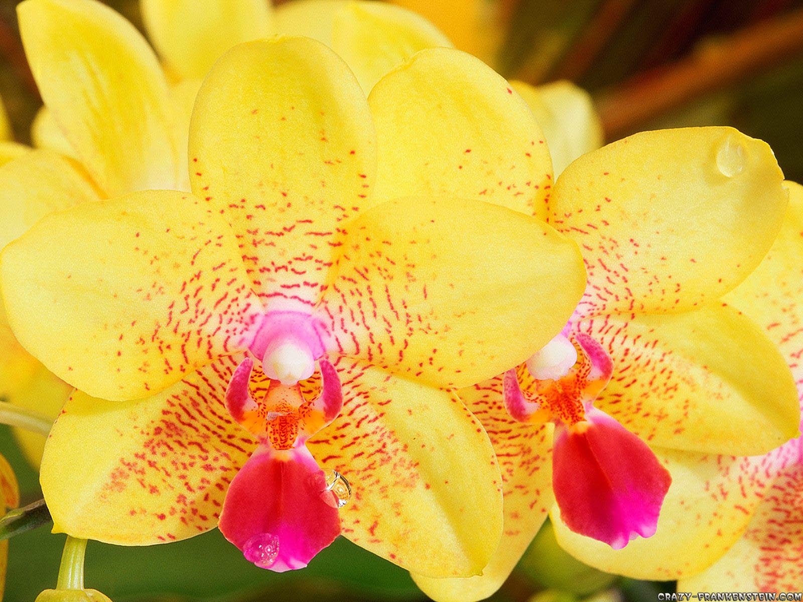 Yellow Orchid Flower Meaning Blue Orchids Flowers
