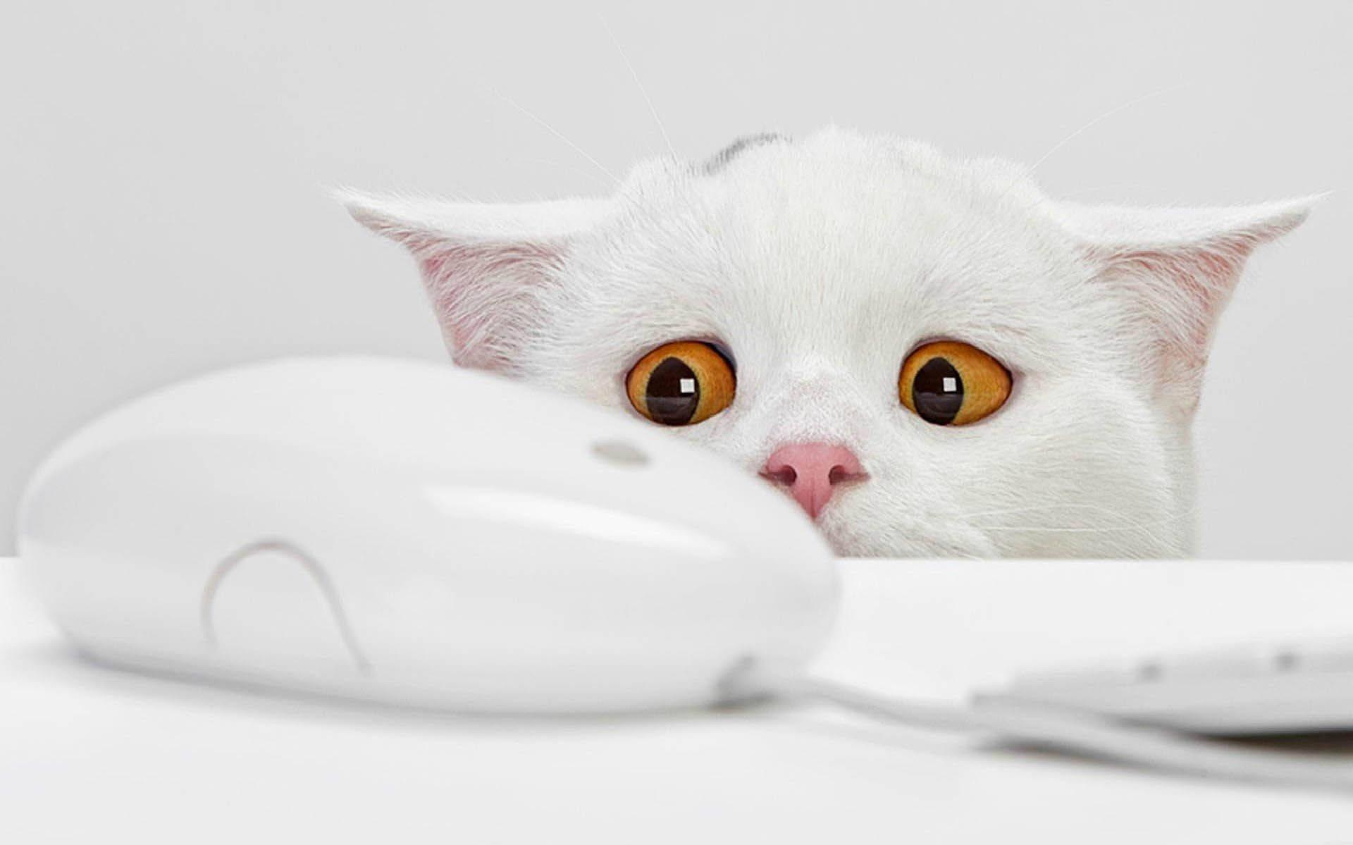Cat Mouse Funny Desktop Wallpaper