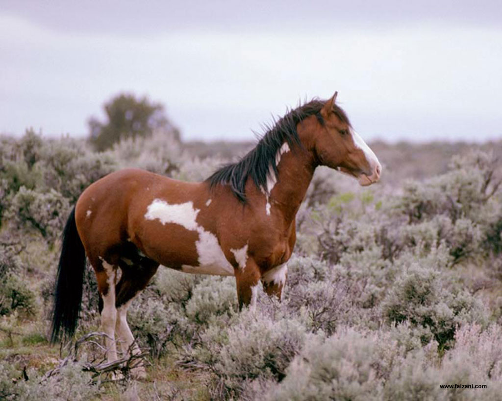 Wildhorse And Foal Wallpaper Me