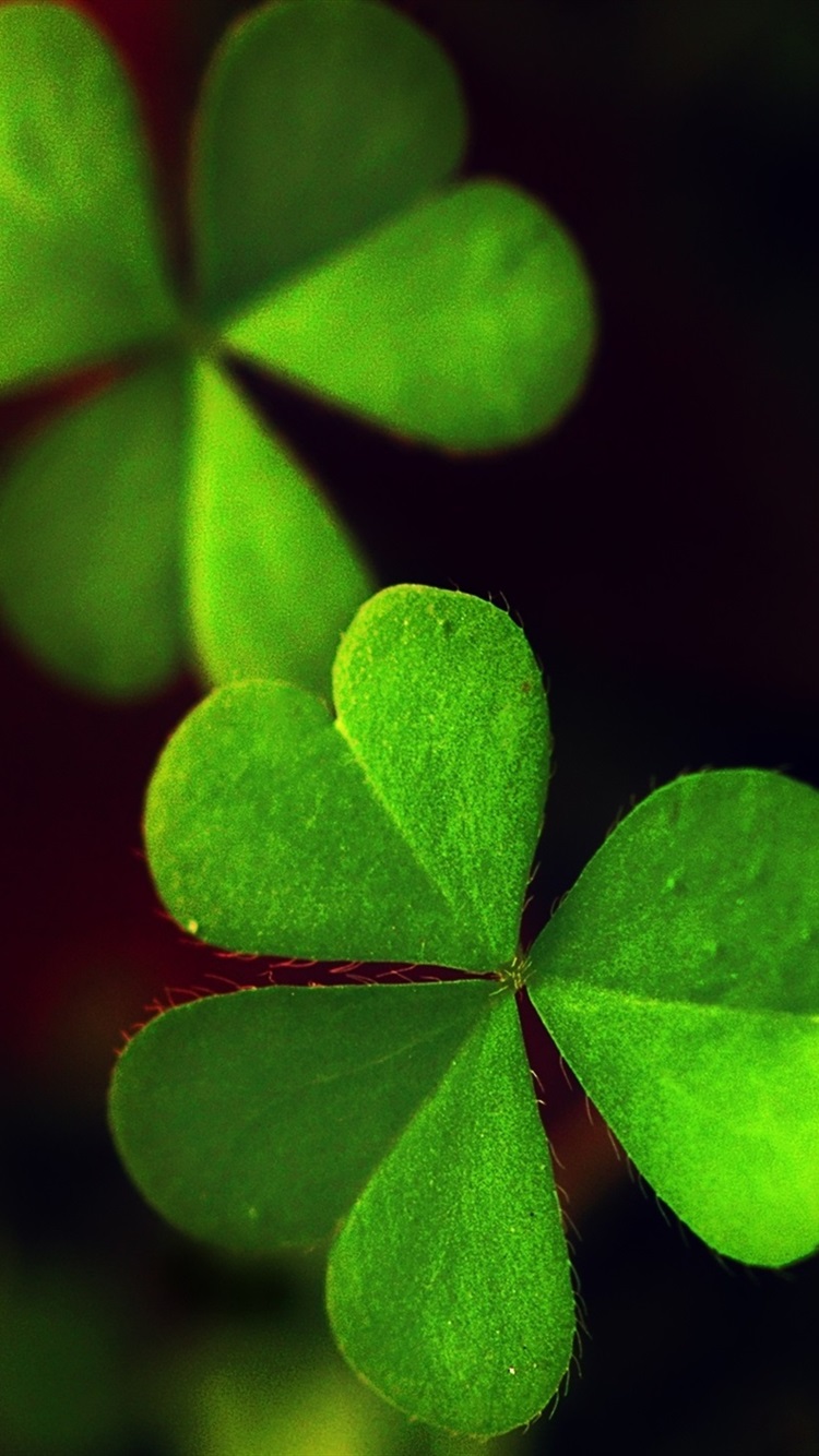 Wallpaper Green Clover Night Light HD Picture Image