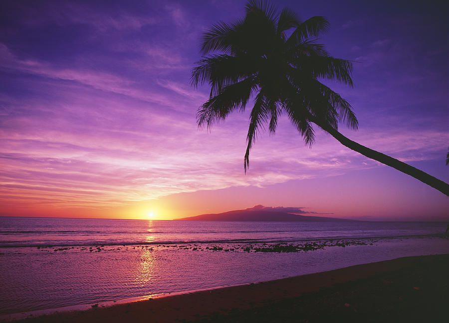 Olowalu Sunset Hawaii Vacation Maui Palm Tree Silhouette