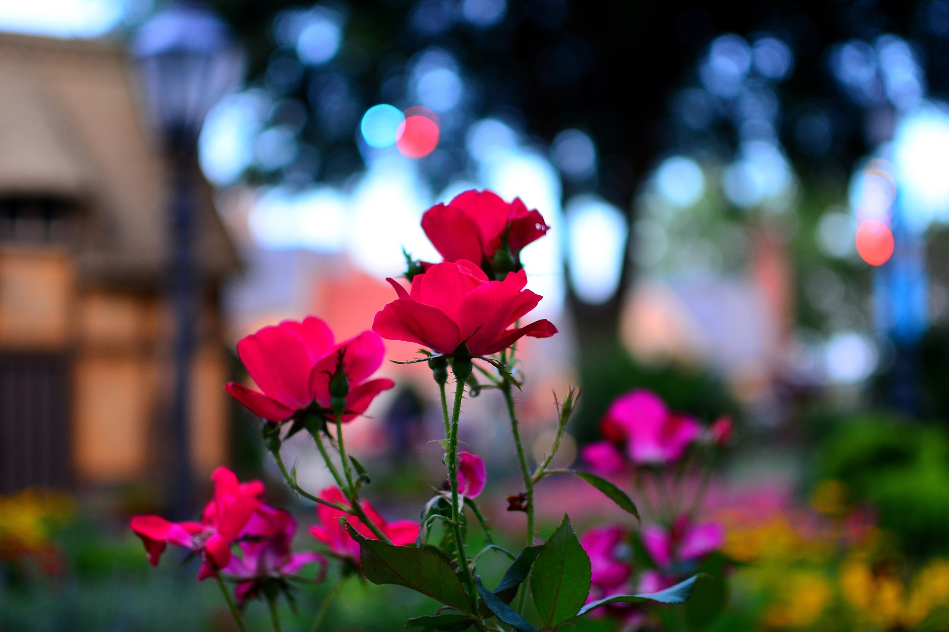 Nature Flowers Epcot Macro Roses Wallpaper Background