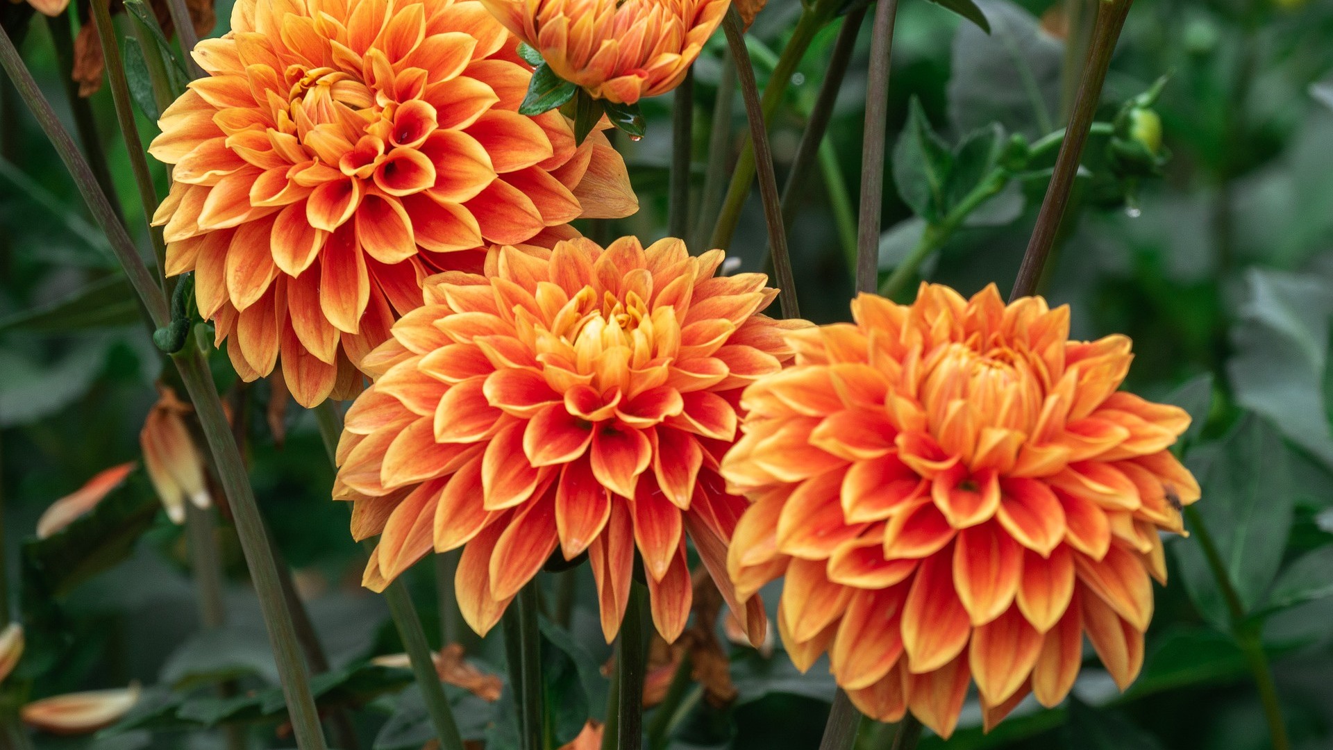 Wallpaper Orange Dahlia Flowering Picture Image