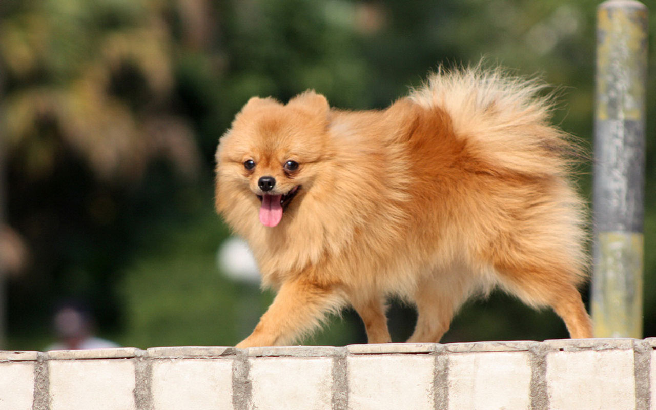 Meng Pet Pomeranian Wallpaper Animal