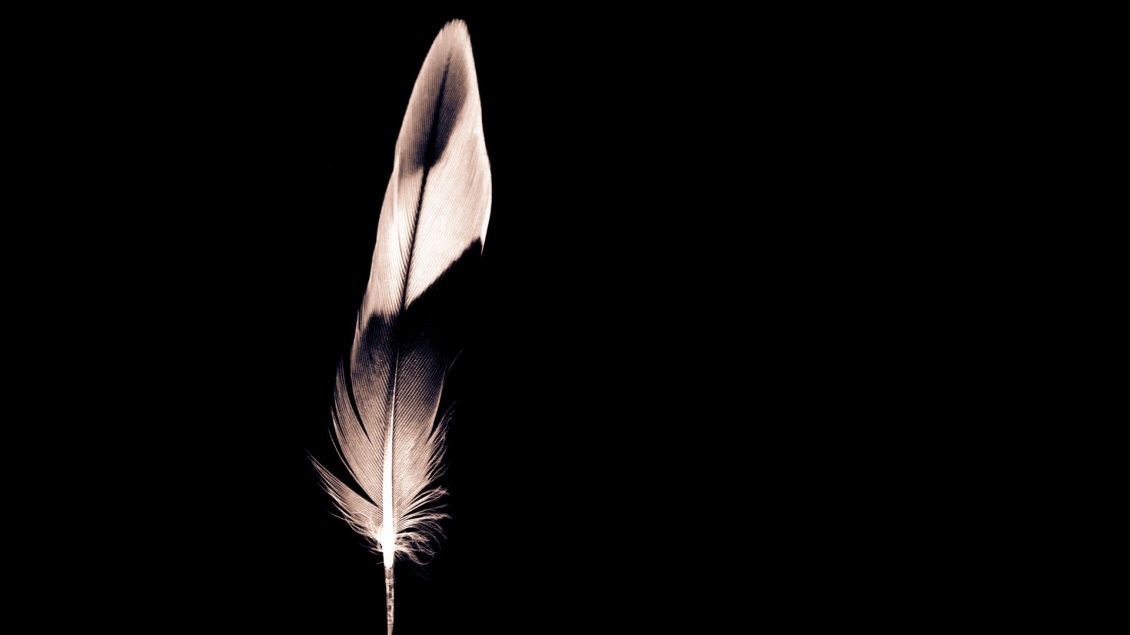Black And White Feather Minimalist Wallpaper