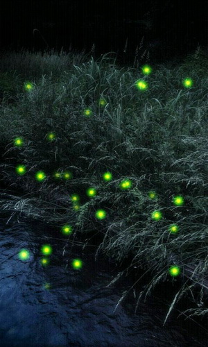The Firefly Live Wallpaper For Android Is A Calm And Pleasant
