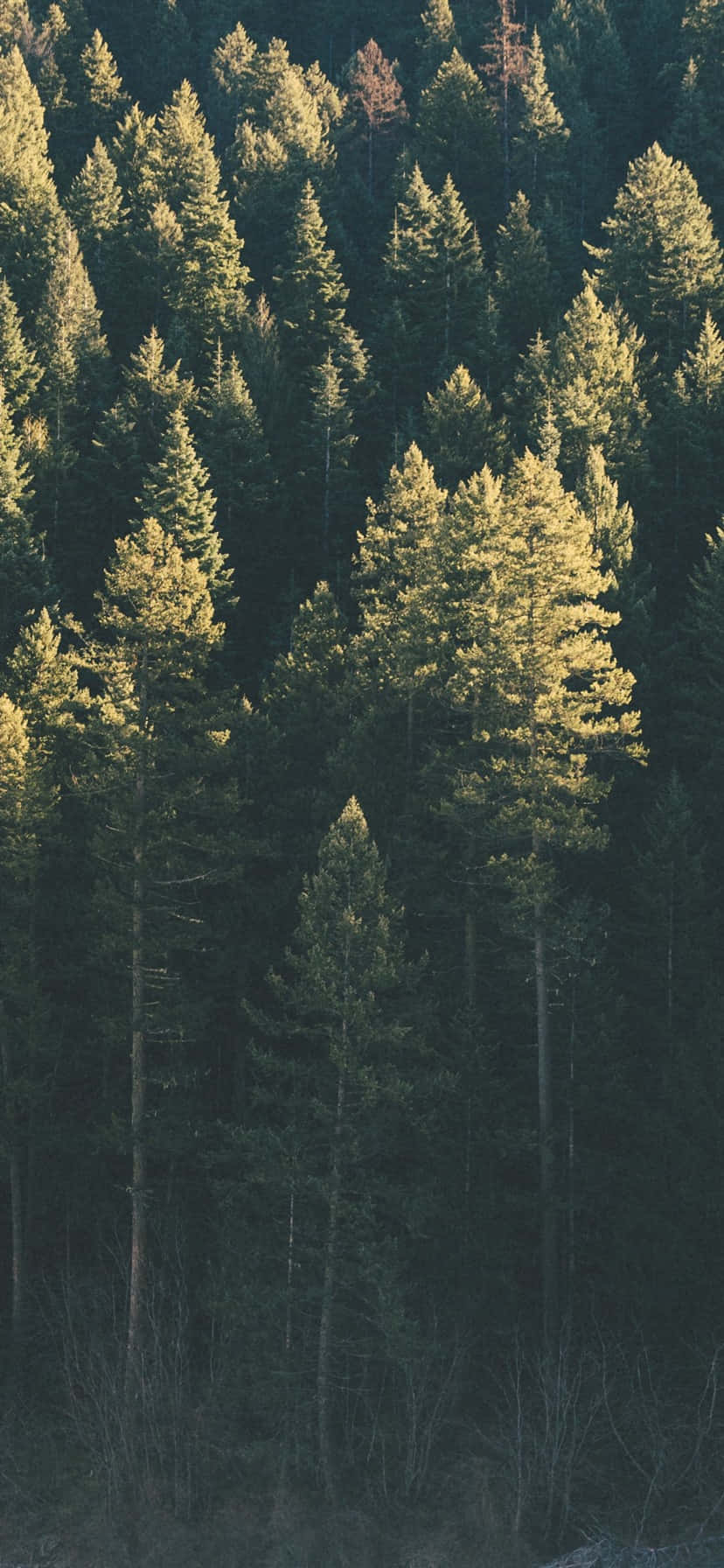 Trees iPhone Wallpaper