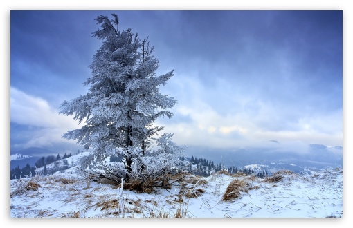 Solitary Fir Tree Winter HD Wallpaper For Standard Fullscreen
