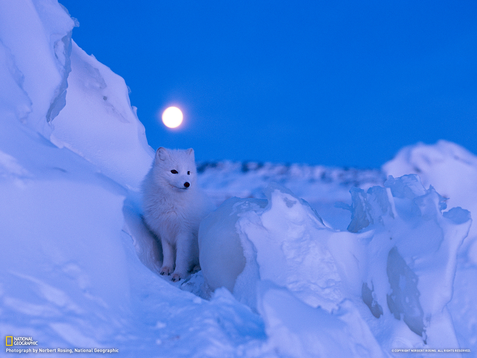 Arctic Fox Canada Travel National Geographic