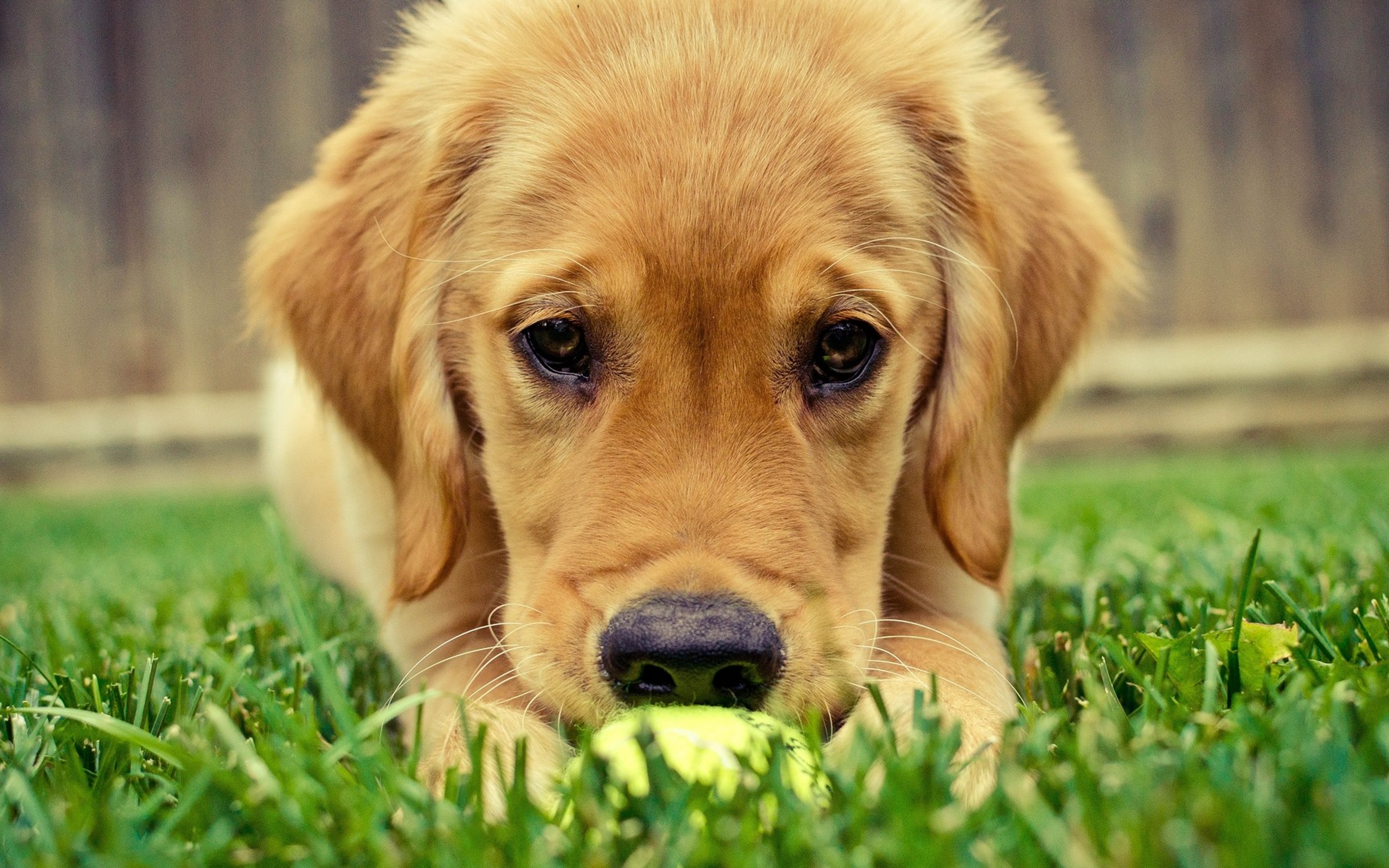 An adorable golden retriever puppy gently holds a tennis ball in its mouth on a lush green lawn