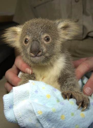 Cute Baby Koala Wallpaper Of Bear Habitat